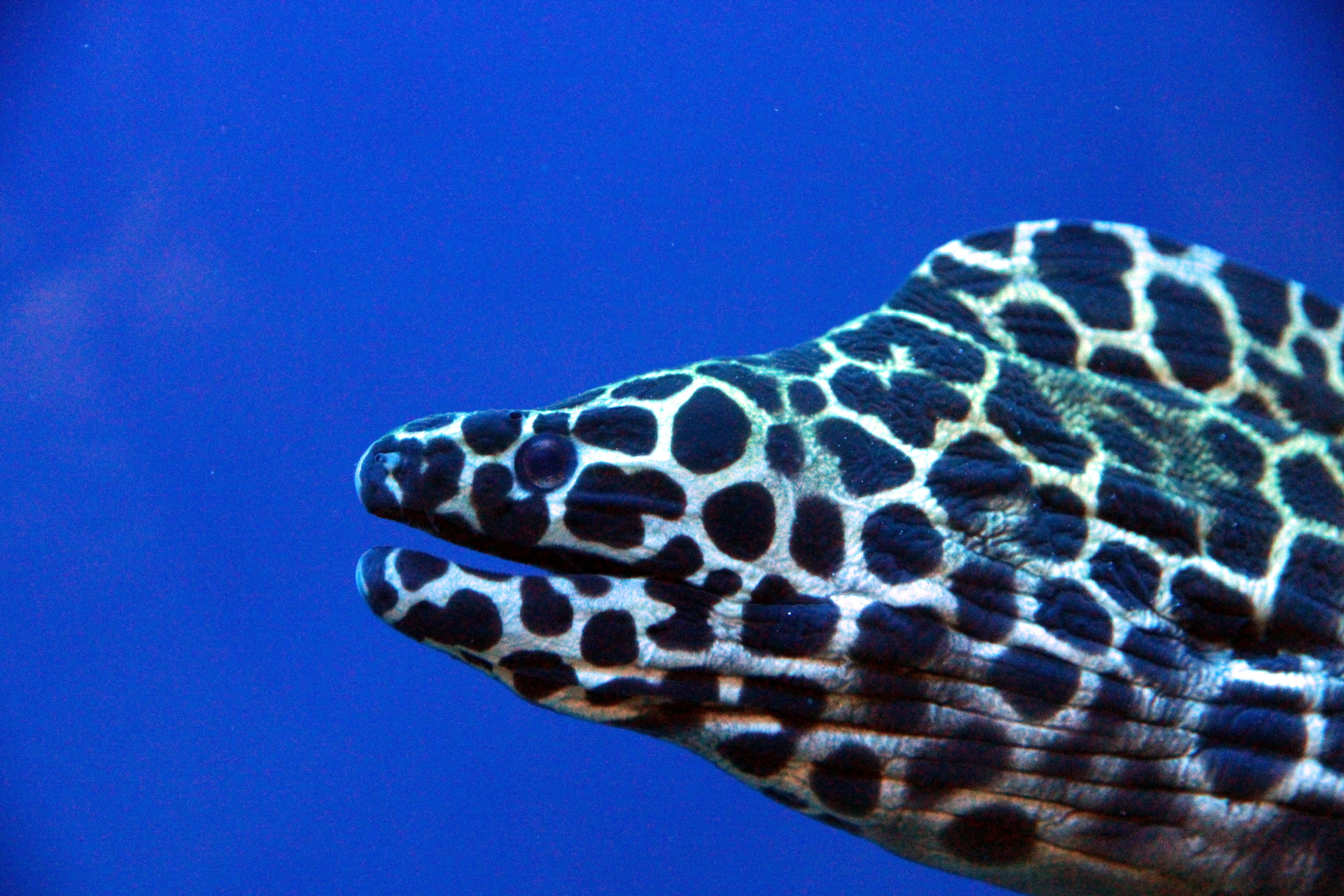 animals in the wild, Gymnothorax Favagineus, Honeycomb Moray, animal markings, no people, head, nature, gymnothorax, water, swimming, animal, vertebrate, HD Wallpaper