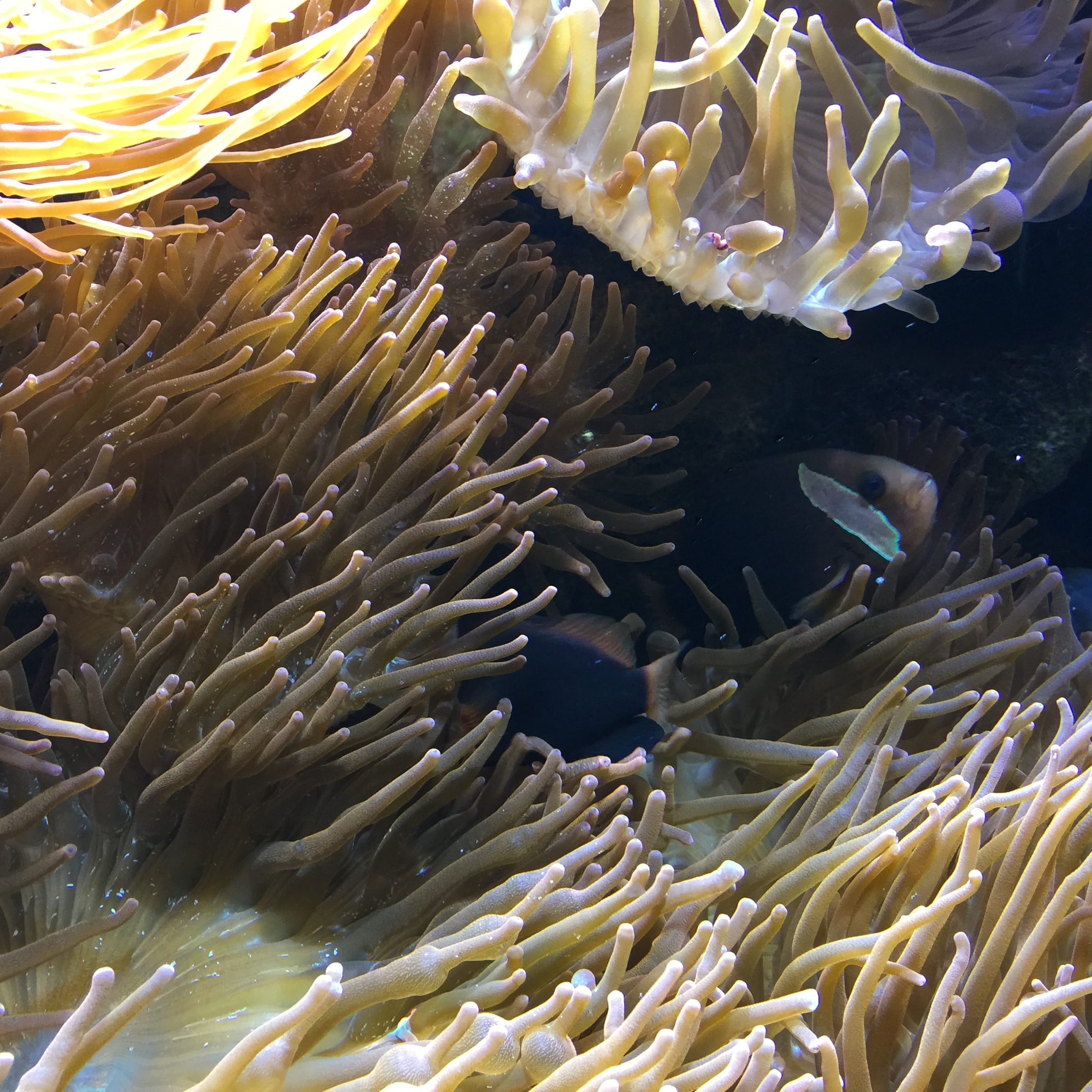 sea life, group of animals, underwater world, swimming, Sea, sea, deep, coral, 1080P, beauty in nature, marine, diving, Deep, animal, nature, marine life, Phone HD Wallpaper