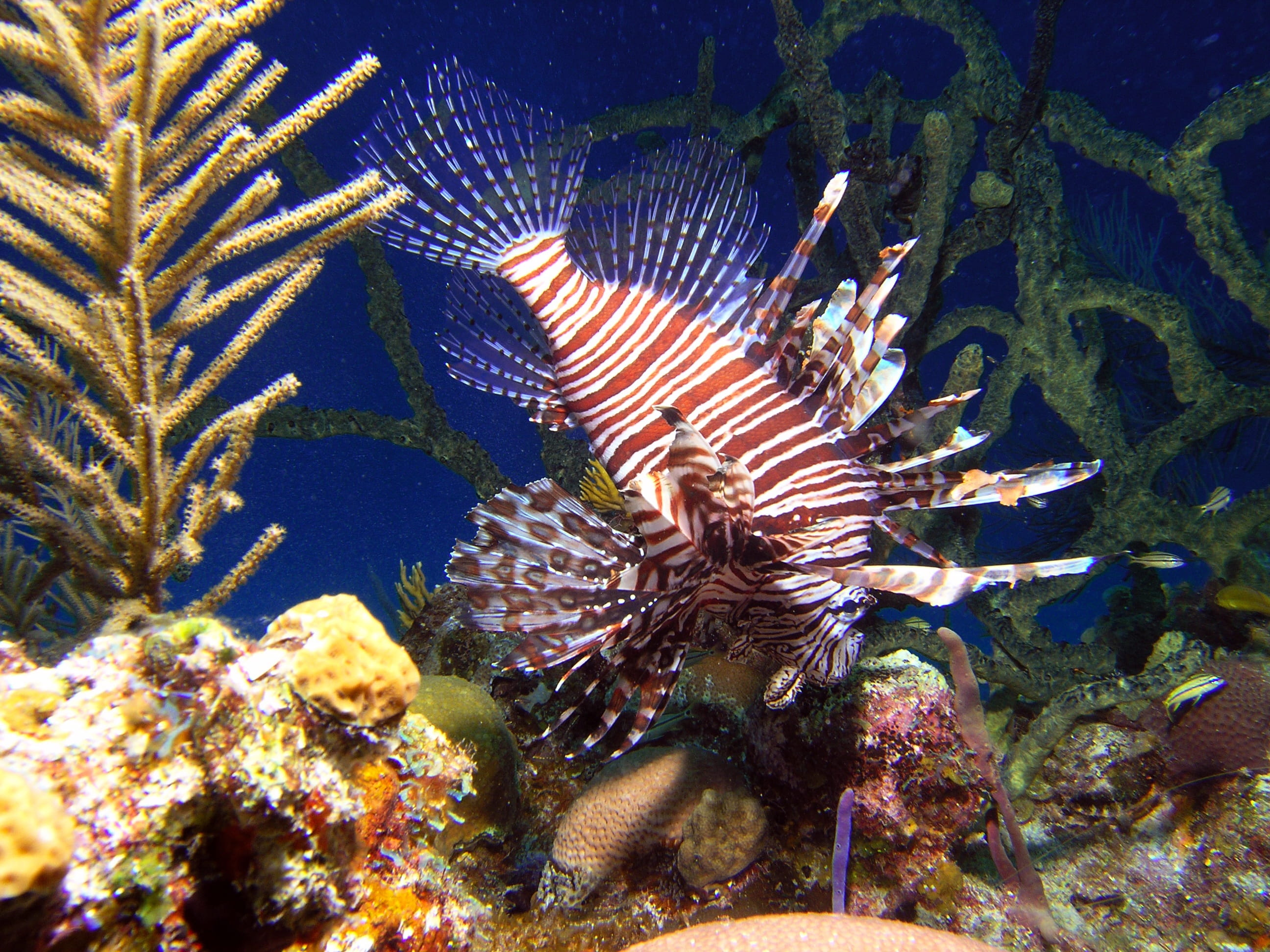 vertebrate, animal wildlife, animal, undersea, sea life, no people, animals in the wild, Lion Fish, Background, the lion fish, coral, underwater, animal world, HD Wallpaper