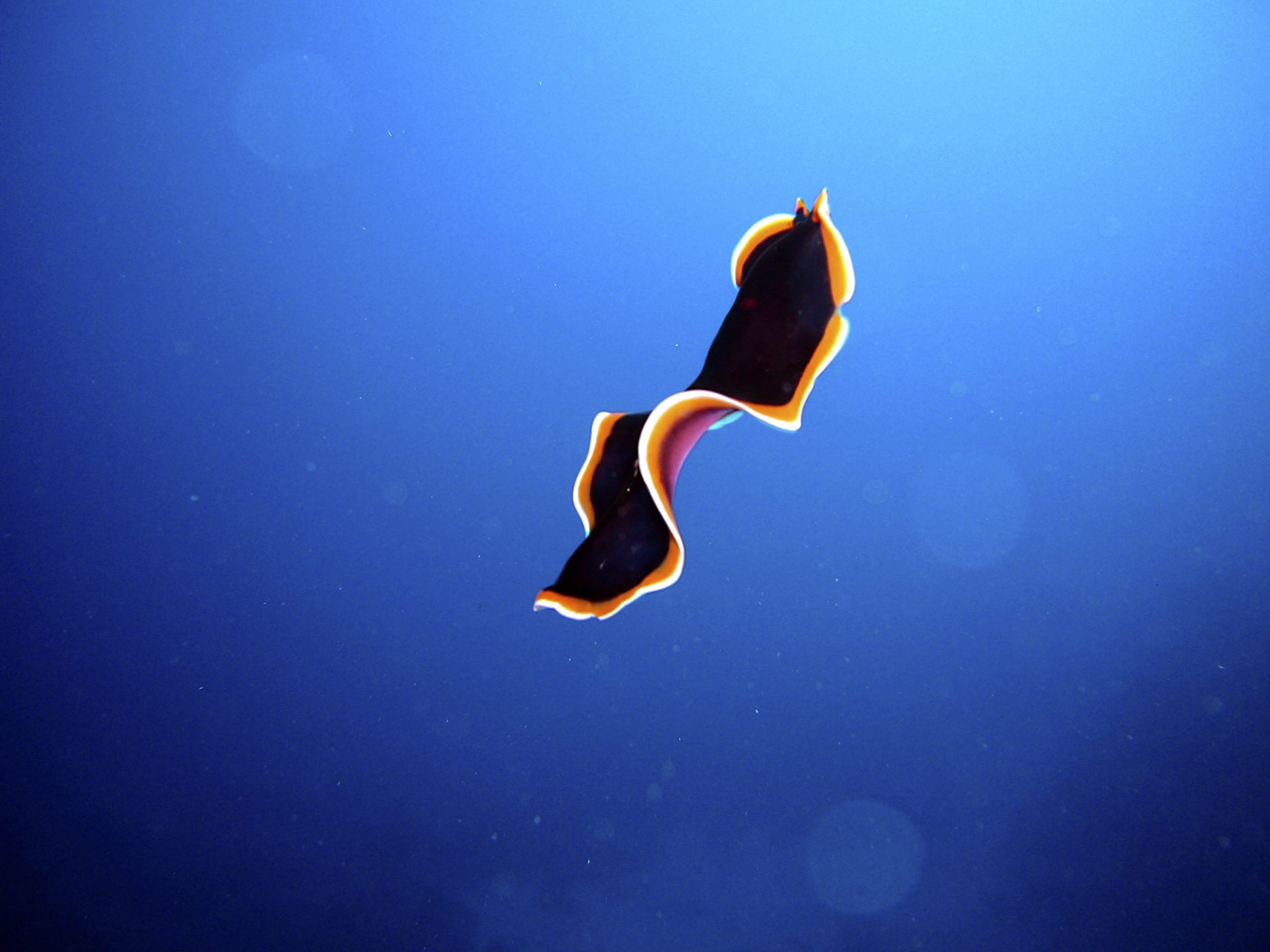 swimming, animal wildlife, one animal, animal themes, underwater world, creature, nature, 2K, orange, water, Swirl, sea life, meeresbewohner, blue, sea, HD Wallpaper
