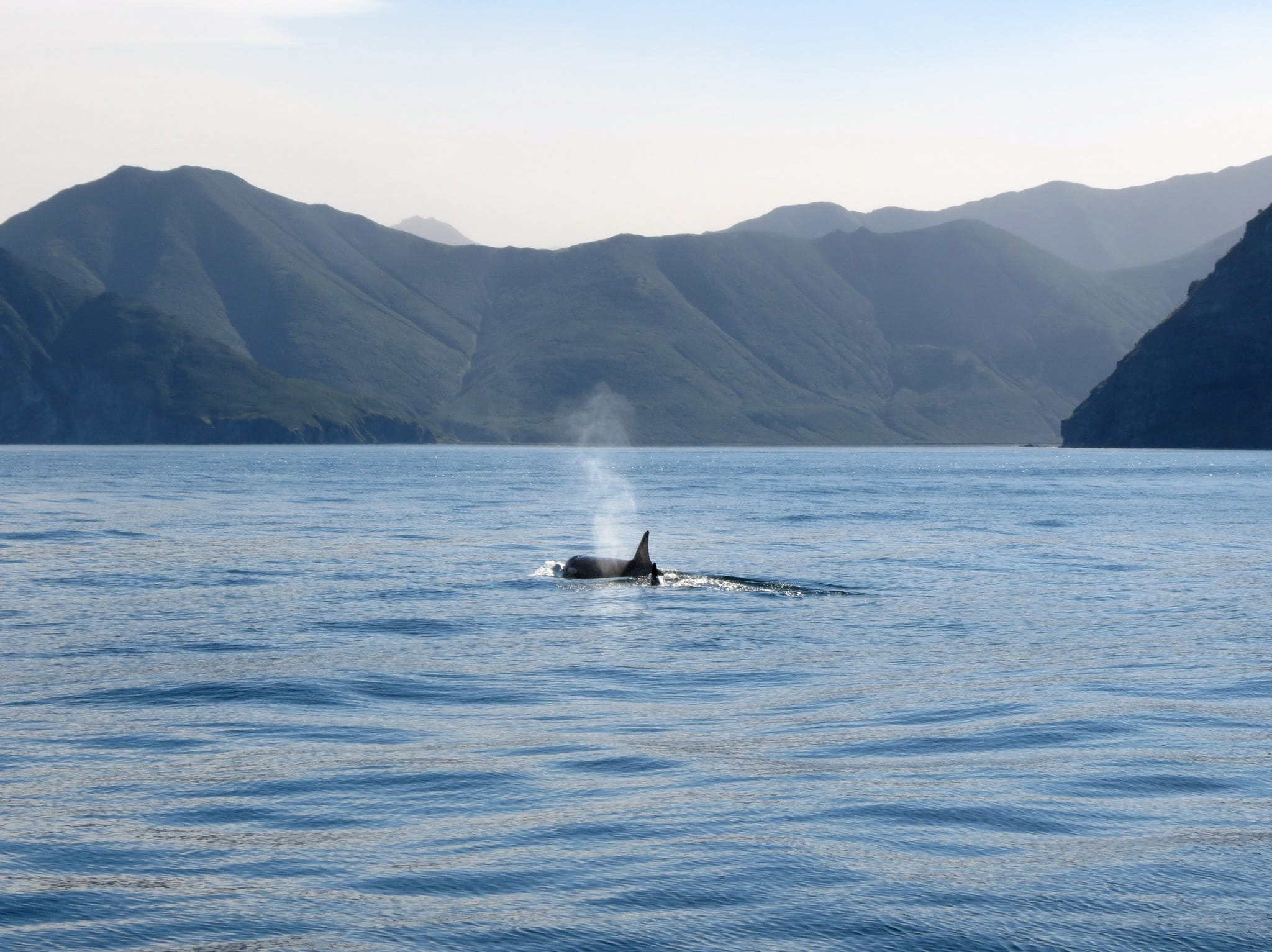 undersea world, animals in the wild, whale, animal wildlife, 1080P, predator, aquatic mammal, vertebrate, no people, water, orcas, hunting, mountain, mountain range, HD Wallpaper