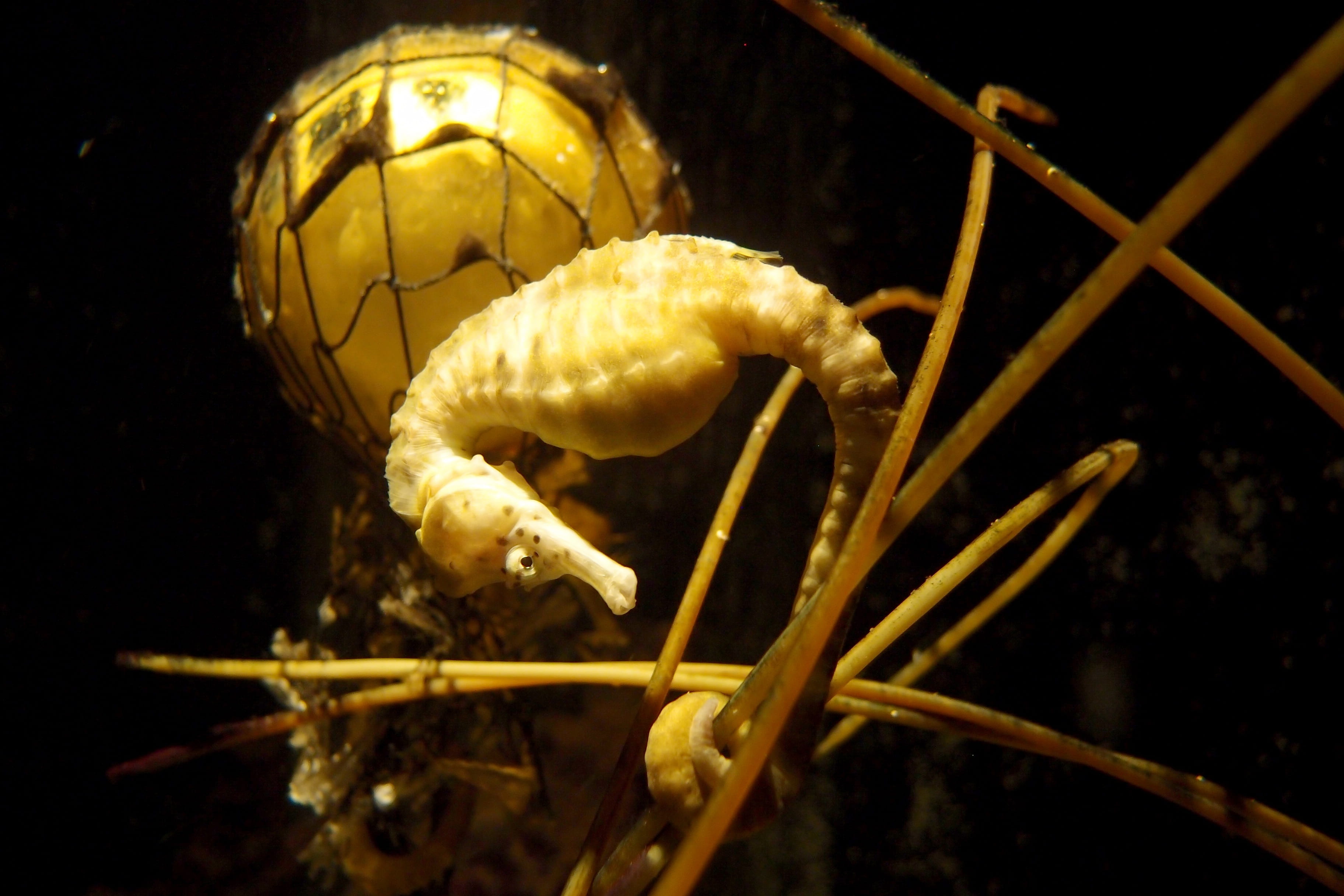 animals in captivity, seahorse, animal wildlife, no people, night, animals in the wild, one animal, close-up, sea, black background, swimming, water, underwater, HD Wallpaper