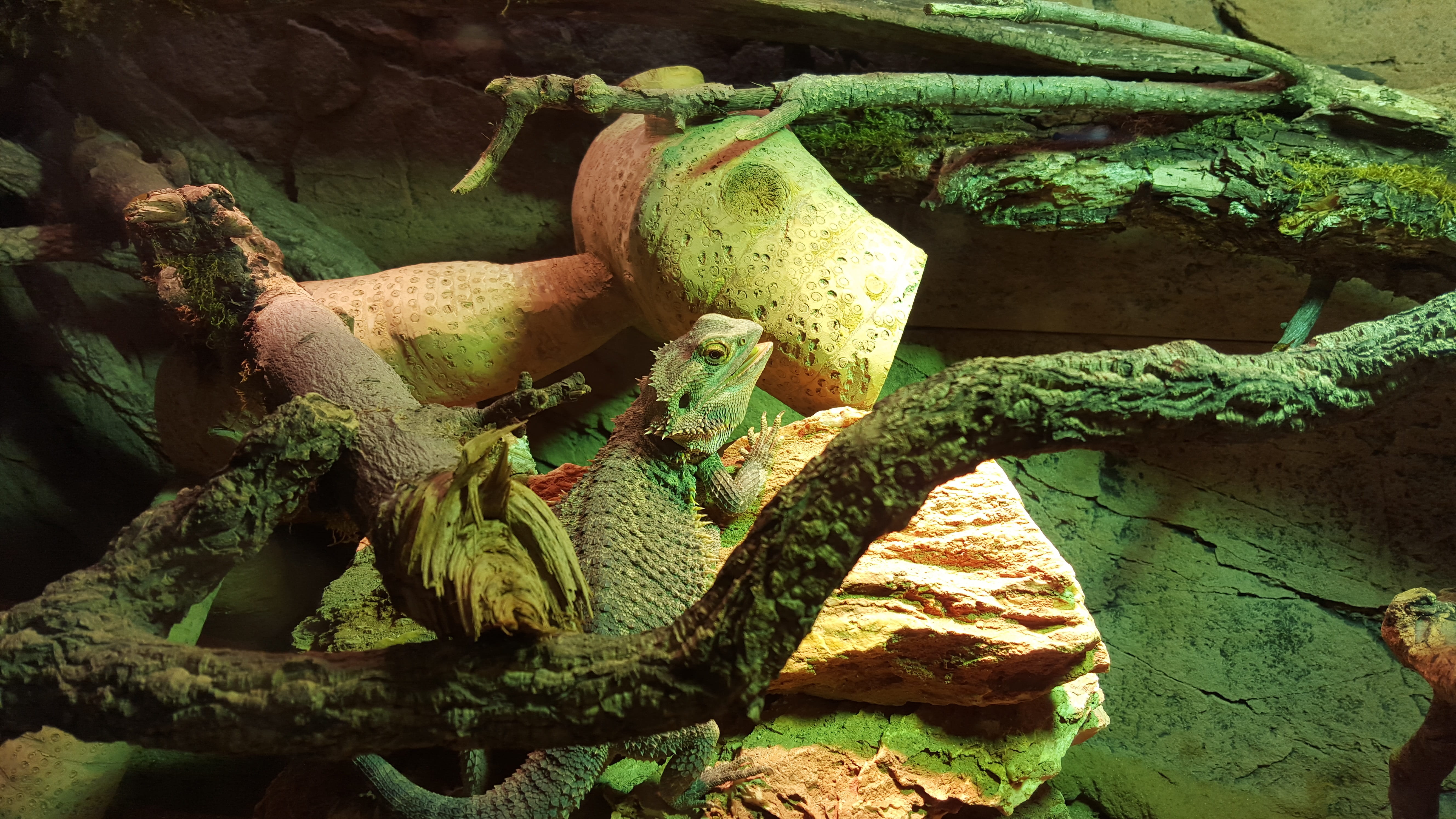 high angle view, color, animal world, close-up, outdoors, no people, food and drink, terrarium animals, Heidelberg, Zoo, tree trunk, food, Creature, beauty in nature, HD Wallpaper