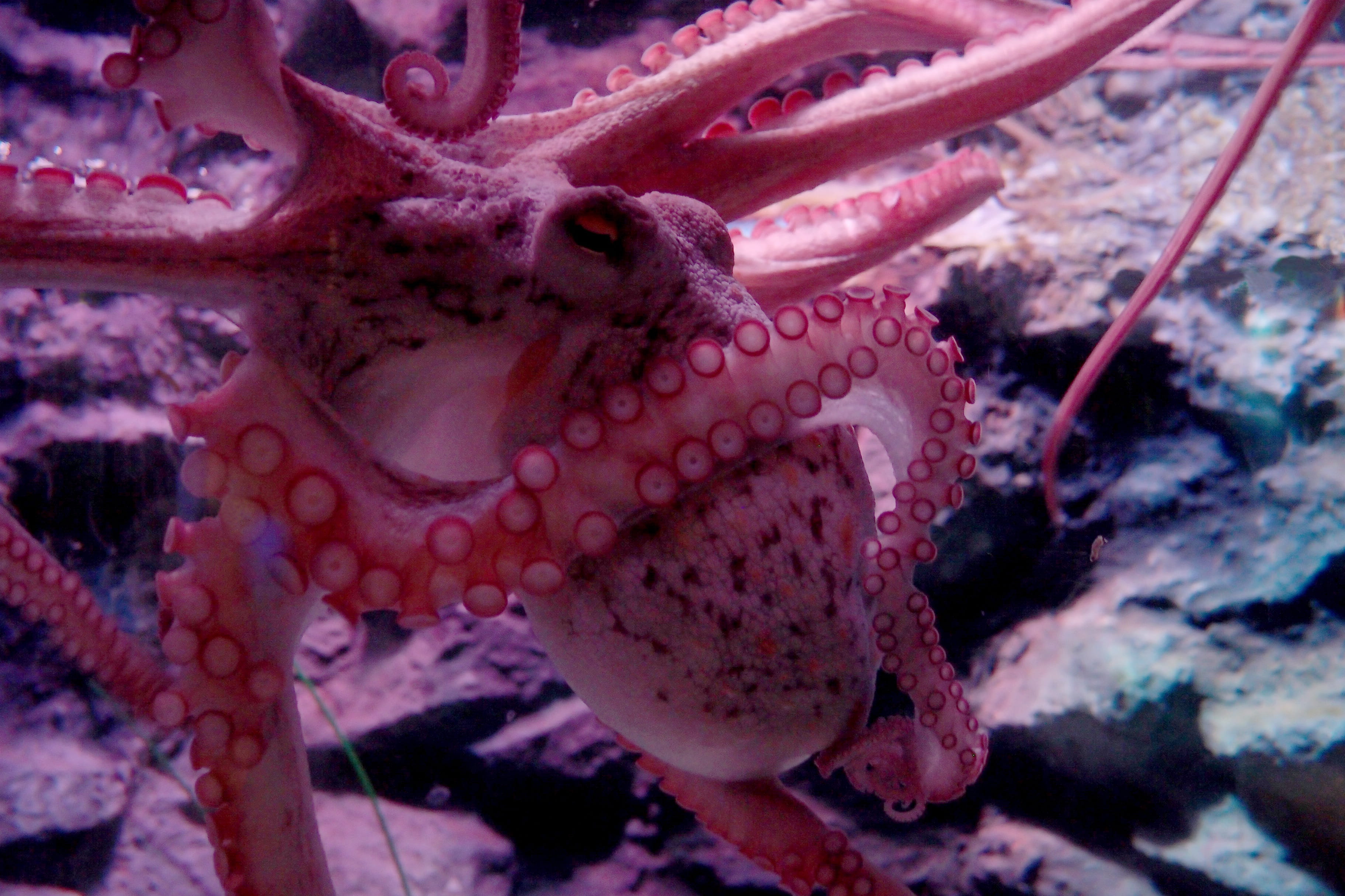 Tentacles, fish, close-up, Suckers, white, pink, aquarium, invertebrate, swimming, undersea, animal themes, animal, undersea world, 2K, no people, shyness, HD Wallpaper