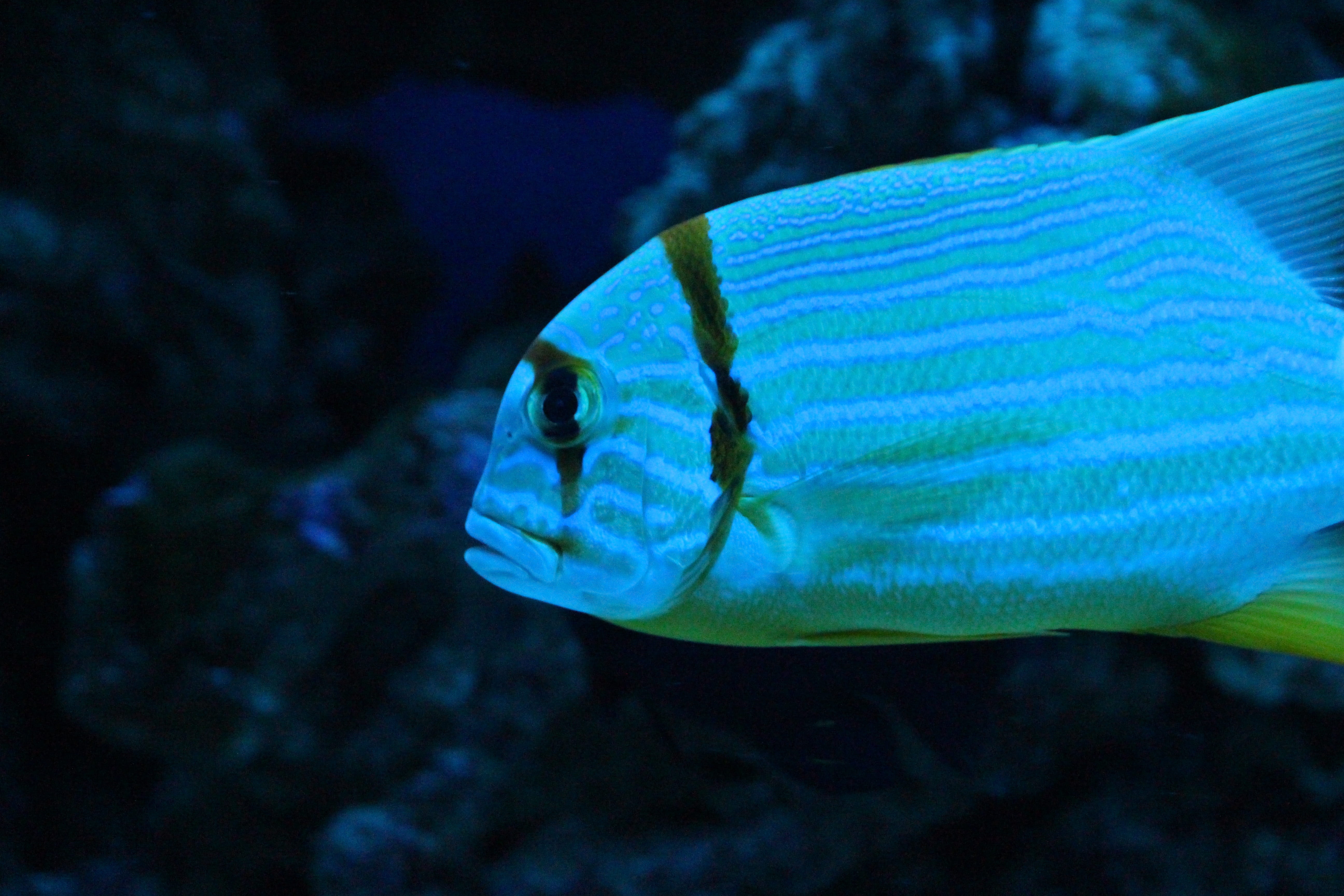marine, anisotremus virginicus, saltwater fish, nature, one animal, fish-croaker virginiana, Croaker, animal wildlife, no people, aquarium, vertebrate, HD Wallpaper