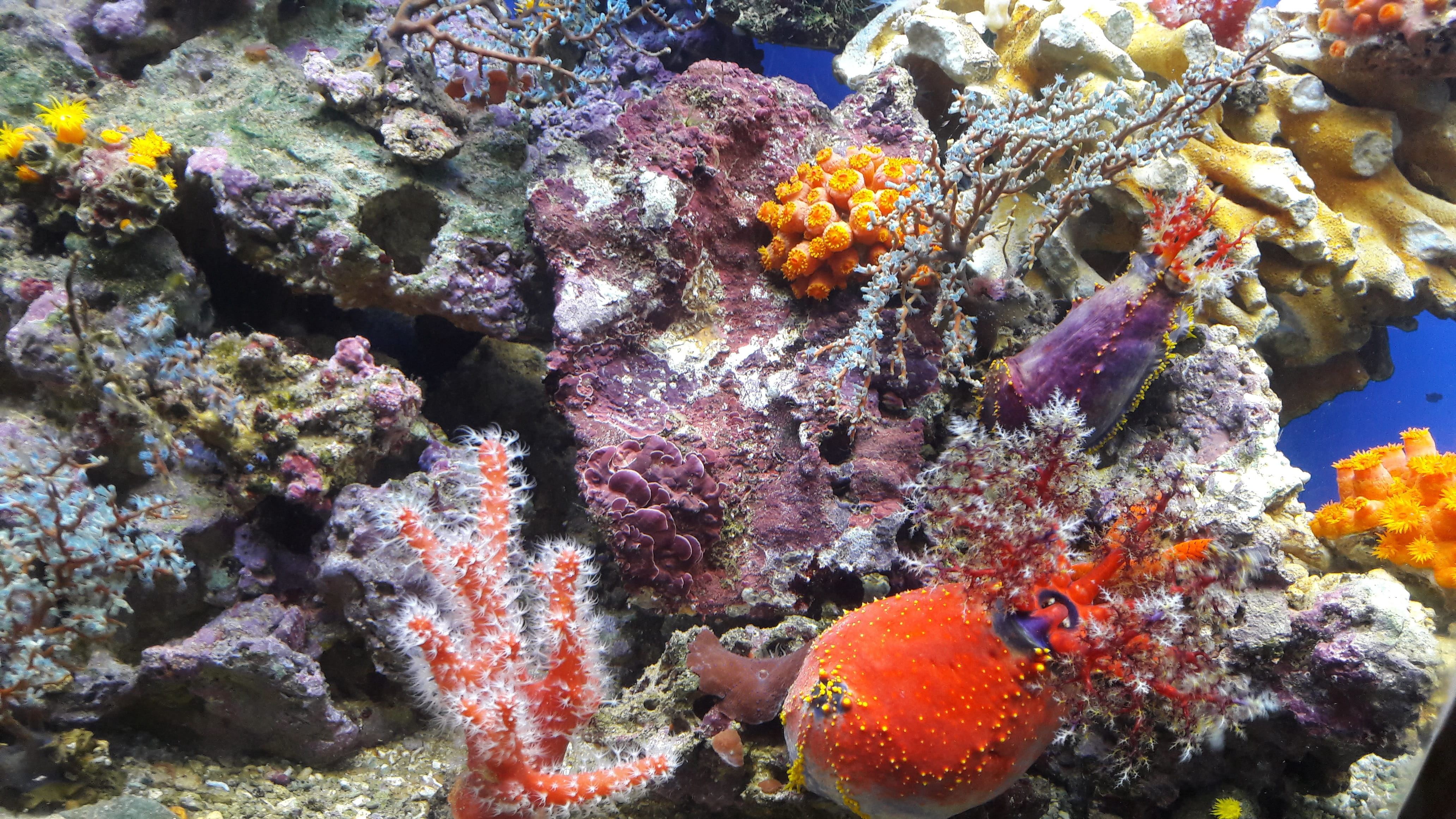 4K, ecosystem, water, swimming, underwater, World, sea life, beauty in nature, coral, Aquarium, reef, Ocean, vertebrate, undersea world, school of fish, HD Wallpaper