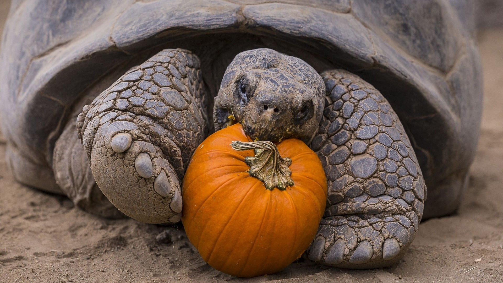 nature, turtle, animals, 1080P, closeup, eating, depth of field, sand, pumpkin, tortoises, HD Wallpaper