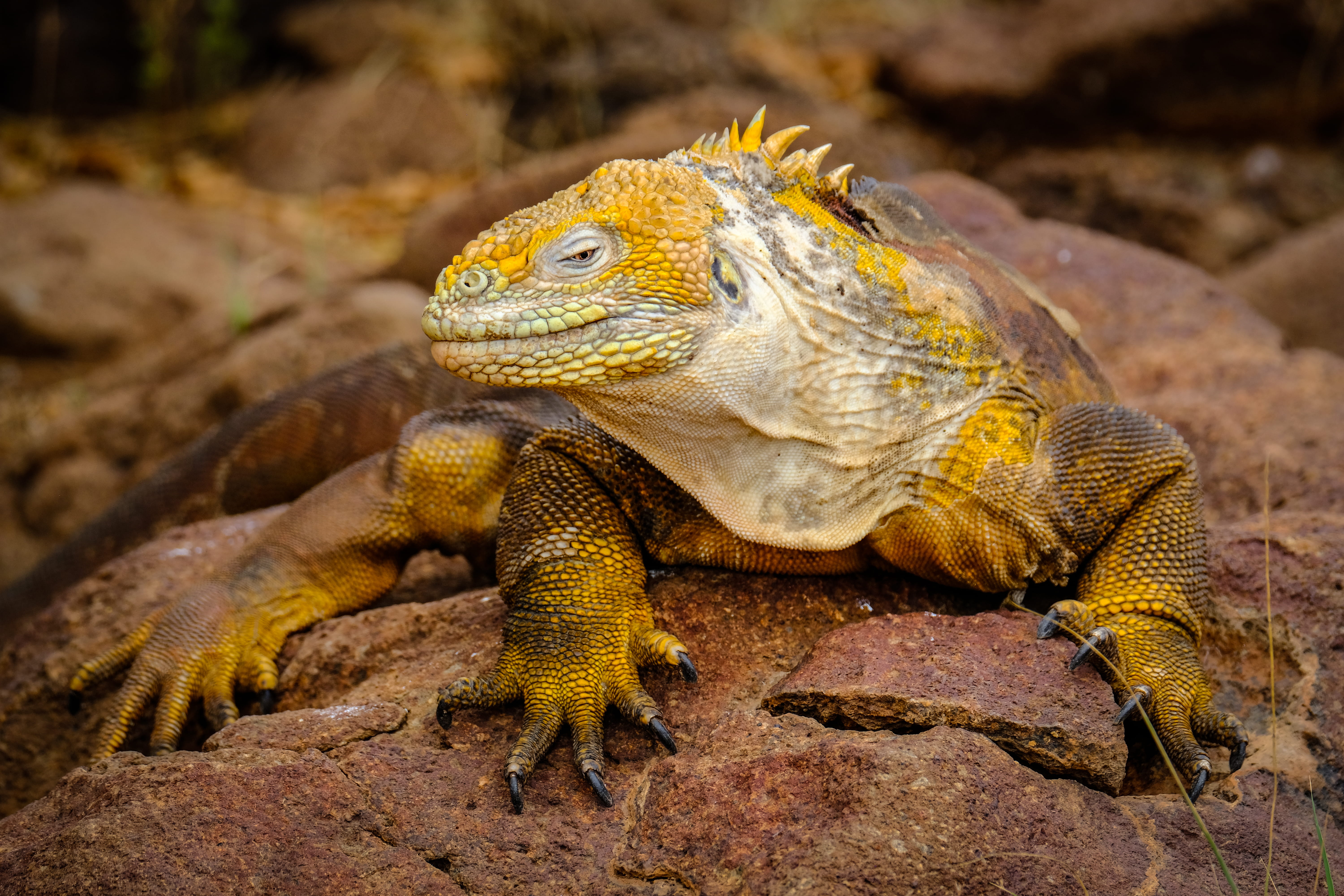 gecko, wildlife, animal body part, food, animal scale, eating, lizard, green lizard, cricket insect, animal head, rock, no people, scorpion, one animal, HD Wallpaper