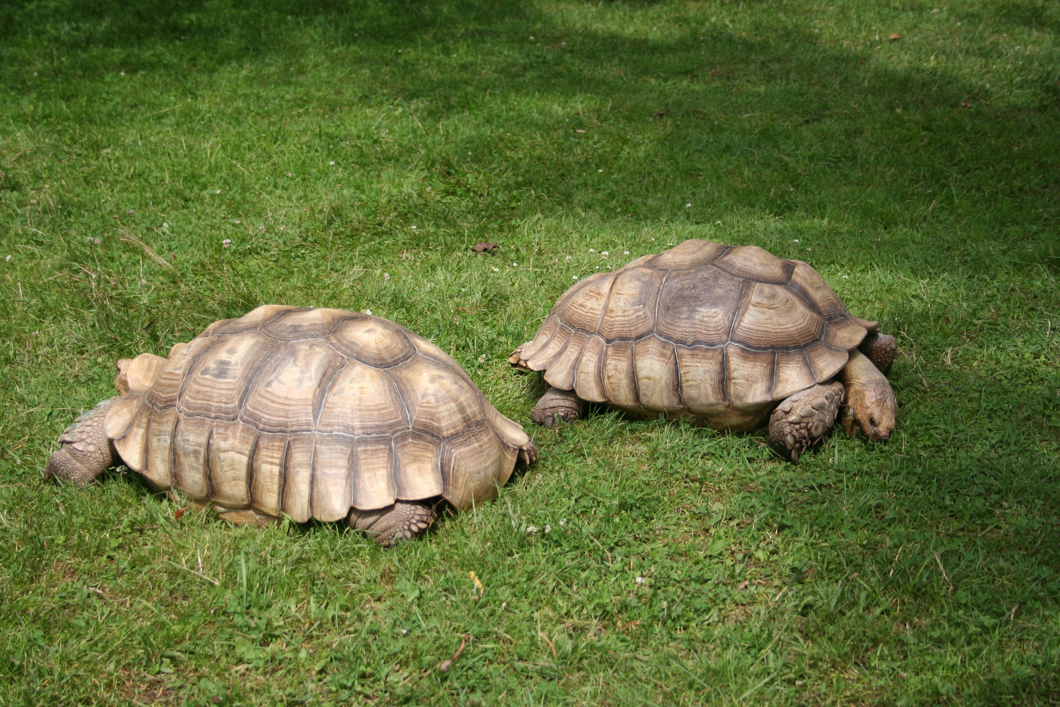 animals in the wild, turtle, centrochelys, 2K, armored, animal shell, day, slowly, animal wildlife, field, high angle view, animal themes, geochelone, HD Wallpaper