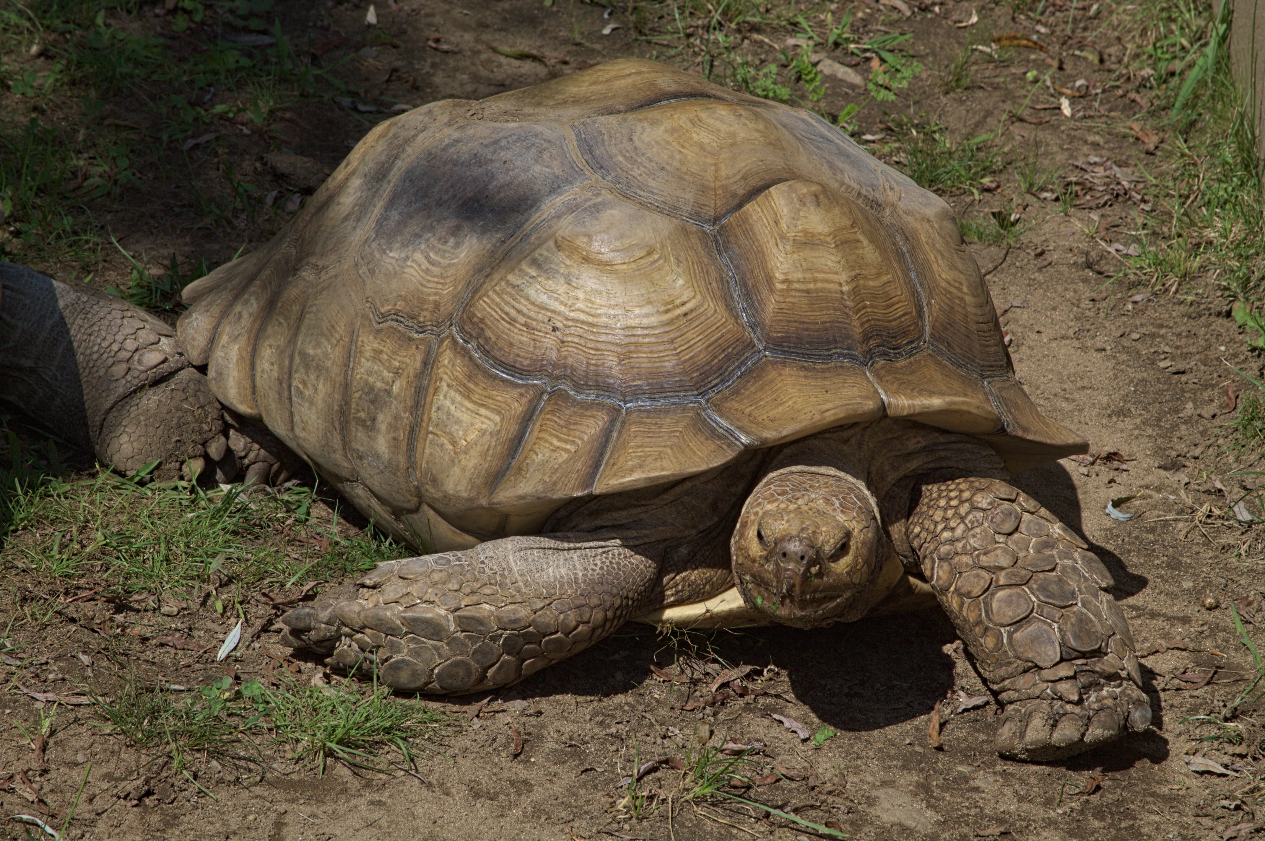 creature, animal, land, 4K, no people, field, day, eating, slowly, shell, zoo, animal wildlife, reptile, animals in the wild, tortoise shell, endangered species, HD Wallpaper