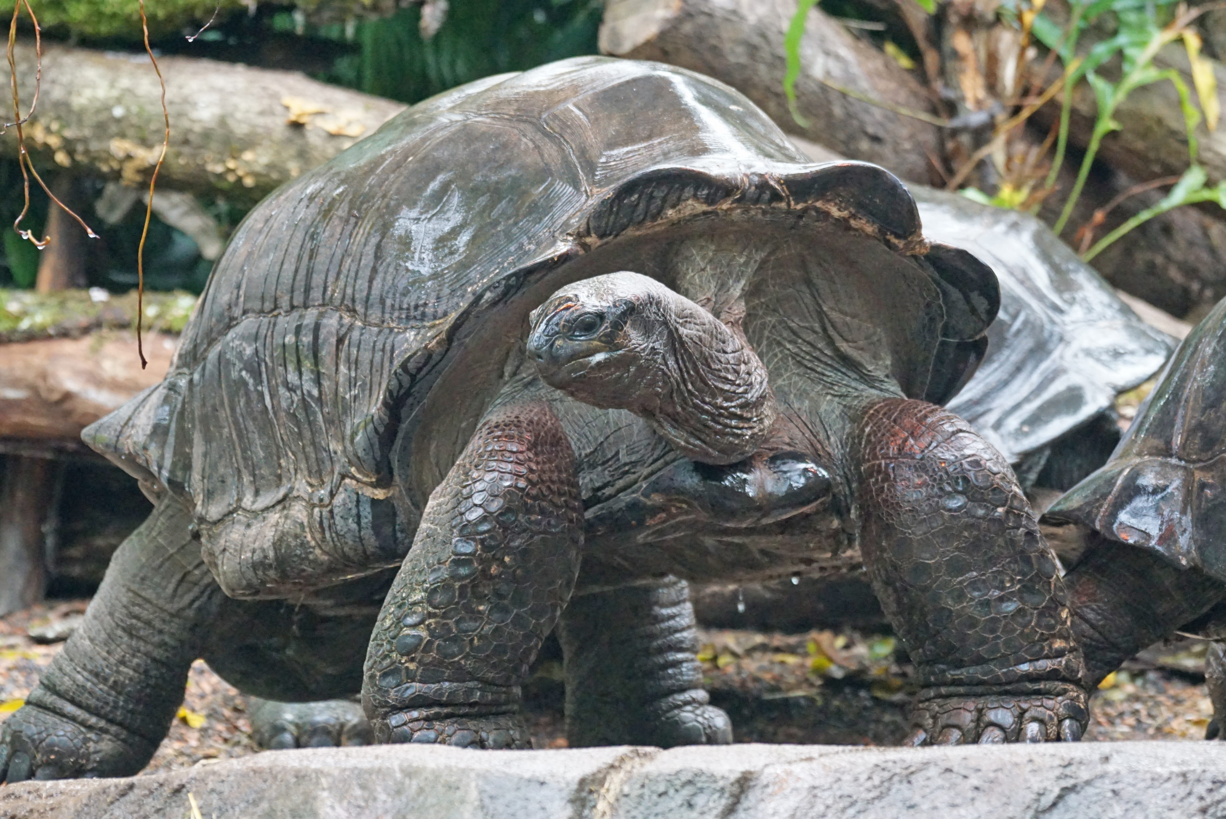 animal, outdoors, 4K, black, day, reptile, no people, zoo, ground, plant, marine, panzer, animal shell, aldabra giant tortoise, vertebrate, tortoise, animal themes, HD Wallpaper