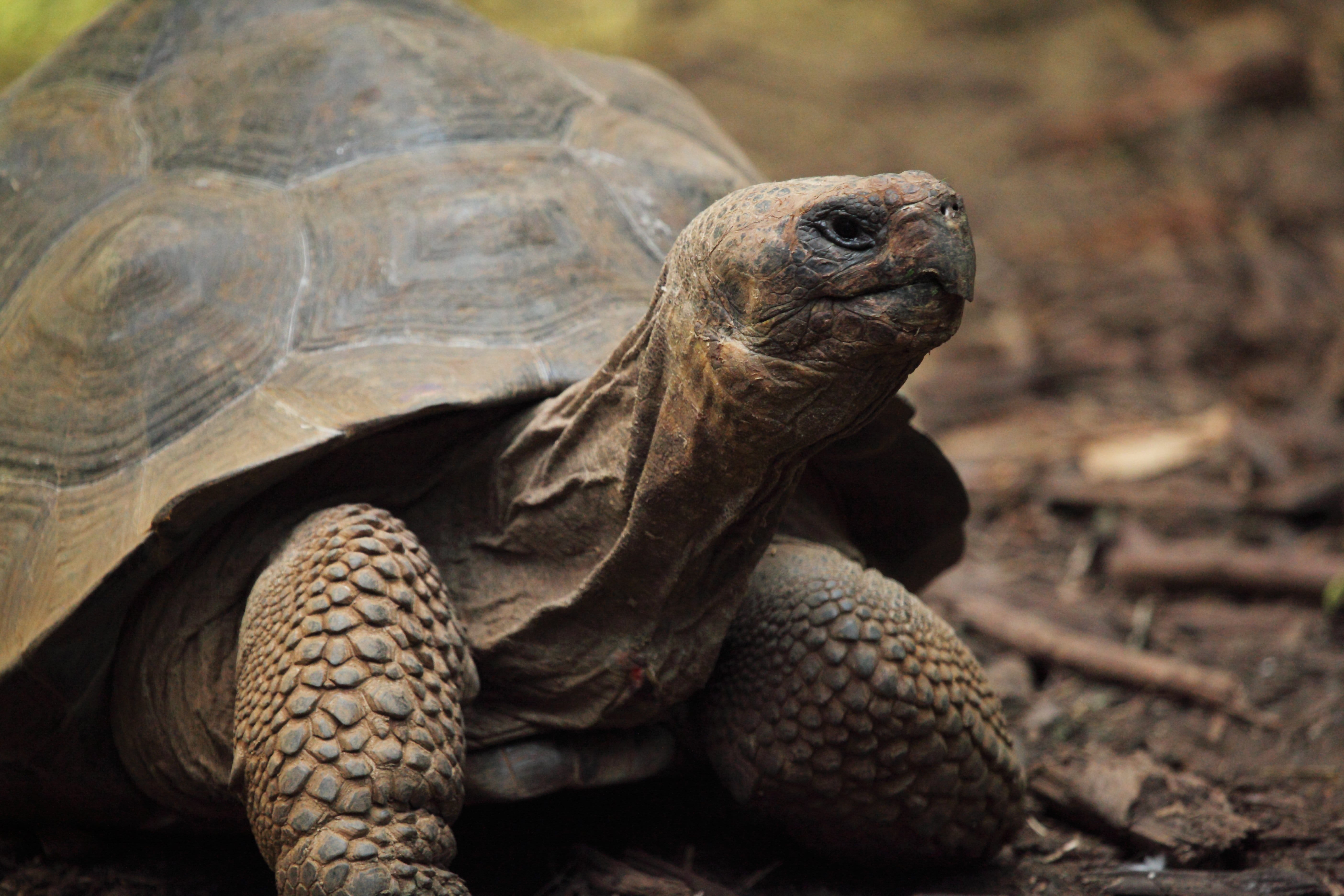 animal wildlife, animal themes, brown, tortoise, looking, skin, one animal, shell, tough, animal scale, slow, vertebrate, no people, turtle, animal body part, HD Wallpaper