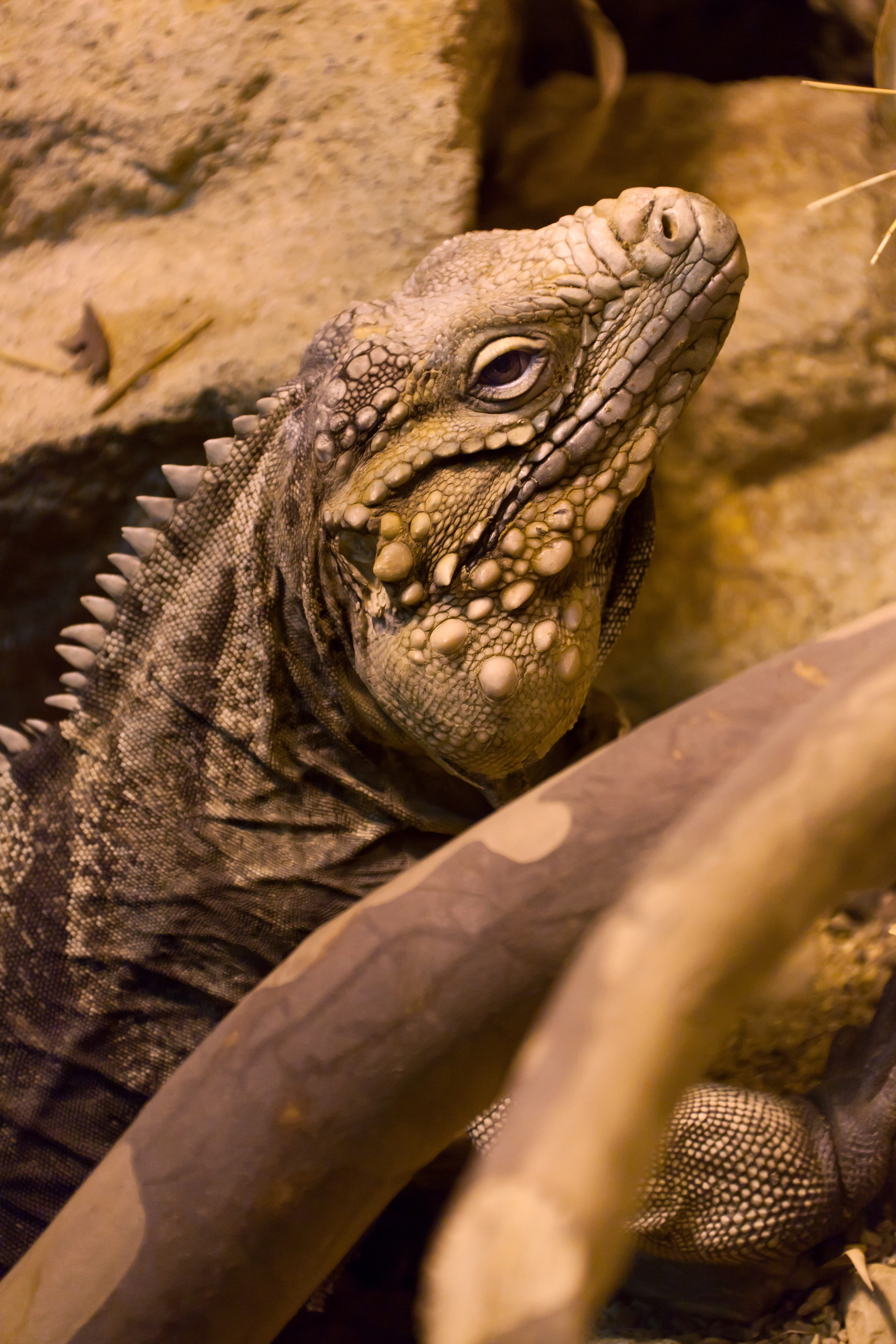 detail, mouth open, day, lizard, animal scale, crocodile, animal body part, large, creature, sunlight, animals in the wild, dragon, animal head, ground, Phone HD Wallpaper