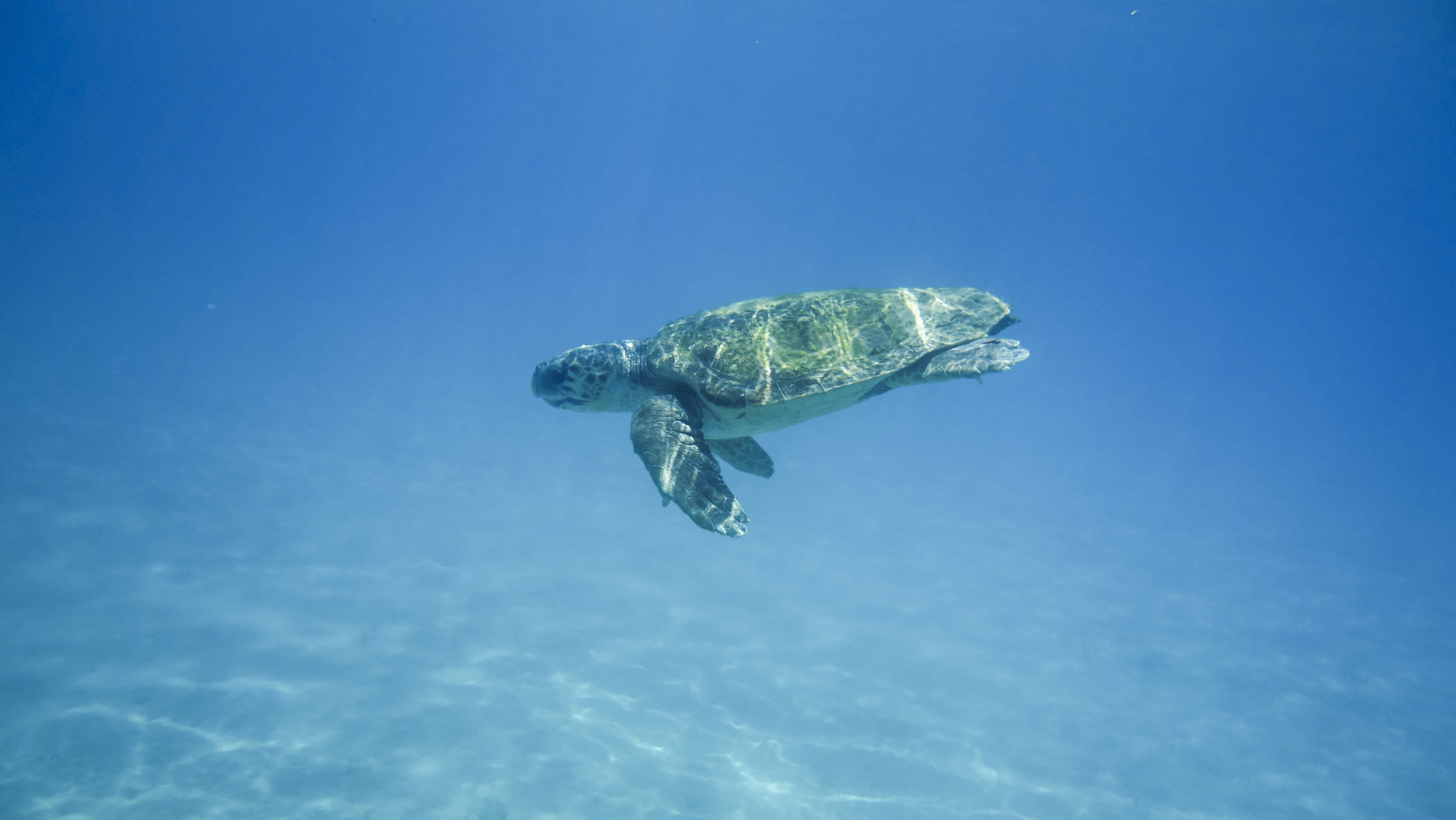 holiday, turtle, no people, island, animal themes, brown, vertebrate, wild, large turtle, marine, underwater, nature, animals in the wild, undersea, swimming, HD Wallpaper