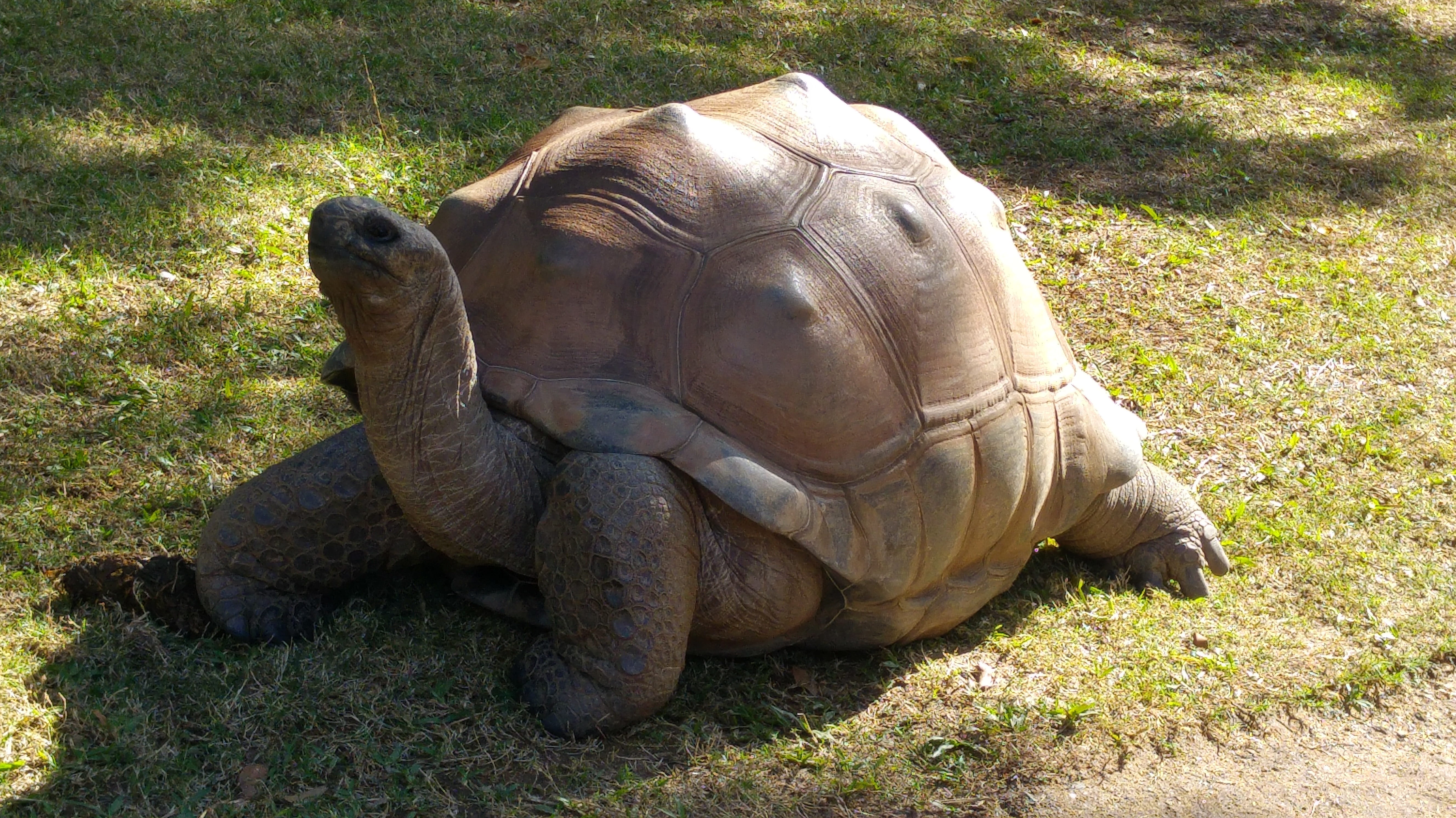 mammal, day, giant tortoise, plant, 5K, animals in the wild, animal wildlife, sunlight, vertebrate, reptile, animal themes, carapace, herbivorous, land, HD Wallpaper