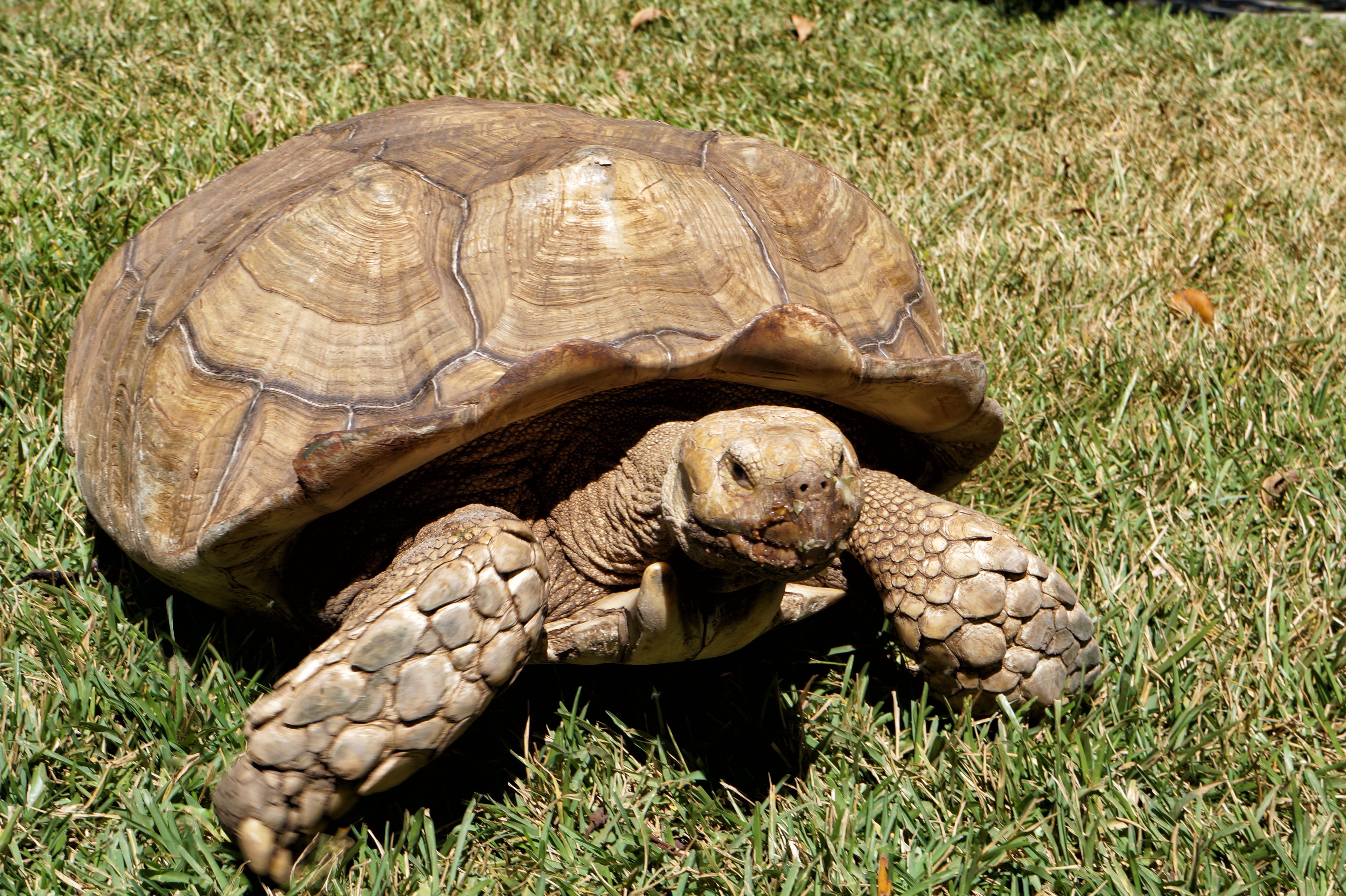 animal shell, day, wild life, tortoise, reptile, animals, turtle, el salvador, zoo, animal, plant, outdoors, lawn, daytime, land, animal wildlife, nature, HD Wallpaper