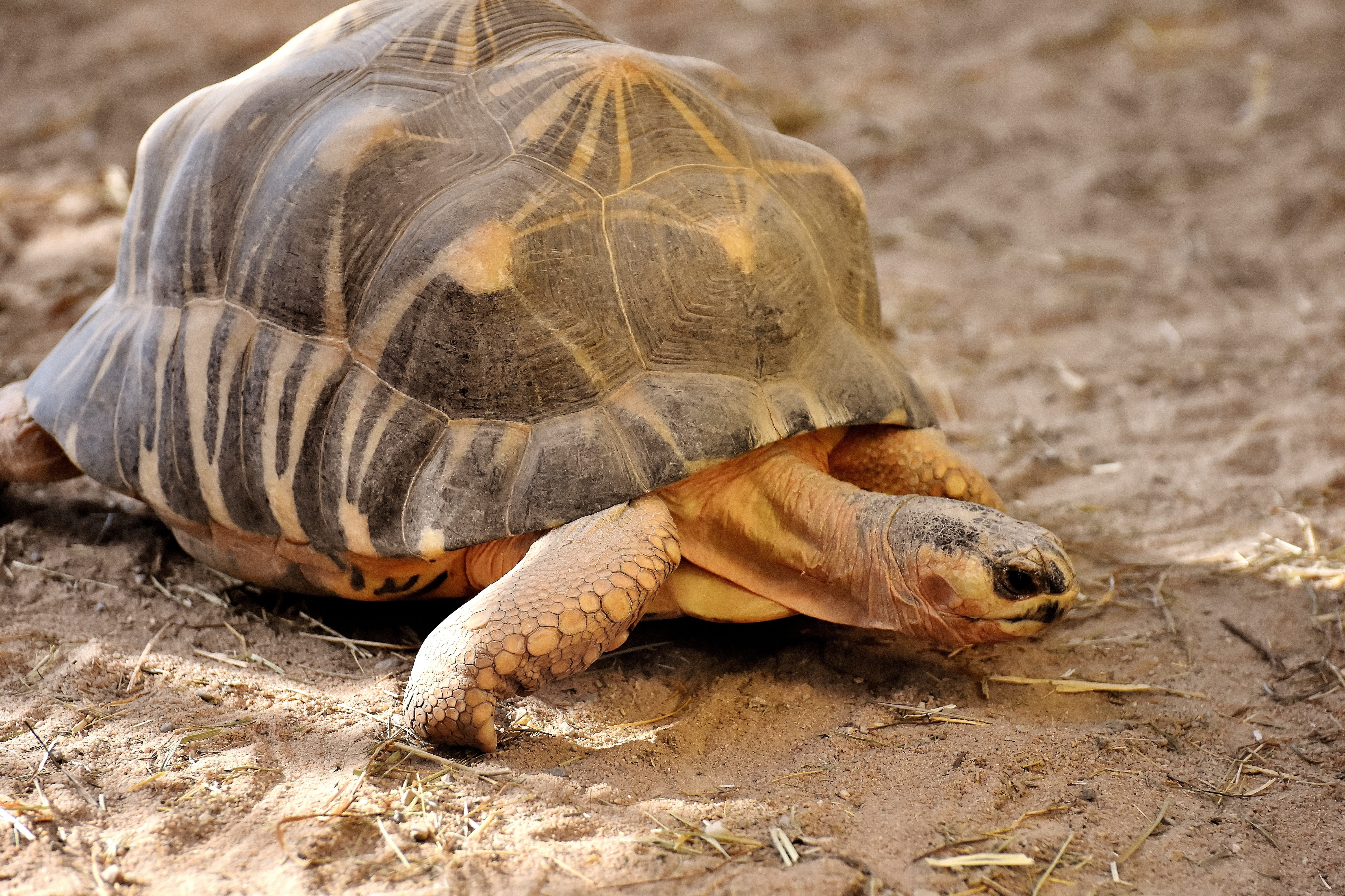 tierpark hellabrunn, outdoors, day, one animal, animal themes, marine, turtle, animal shell, animal, nature, beach, close-up, panzer, animal wildlife, munich, HD Wallpaper