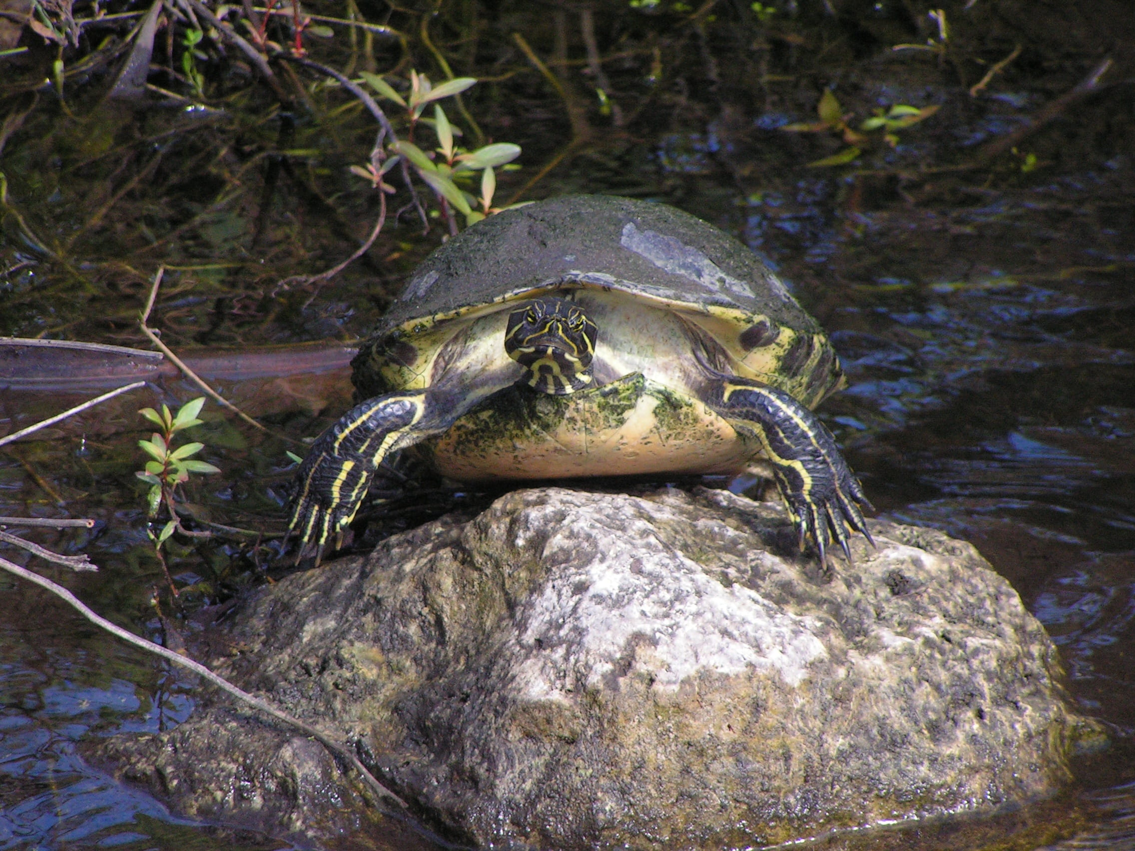 sunning, day, aquatic, usa, reptile, solid, rock - object, Herpetology, animal, nature, animal wildlife, reptilian, one animal, calm, 1080P, wildlife, HD Wallpaper