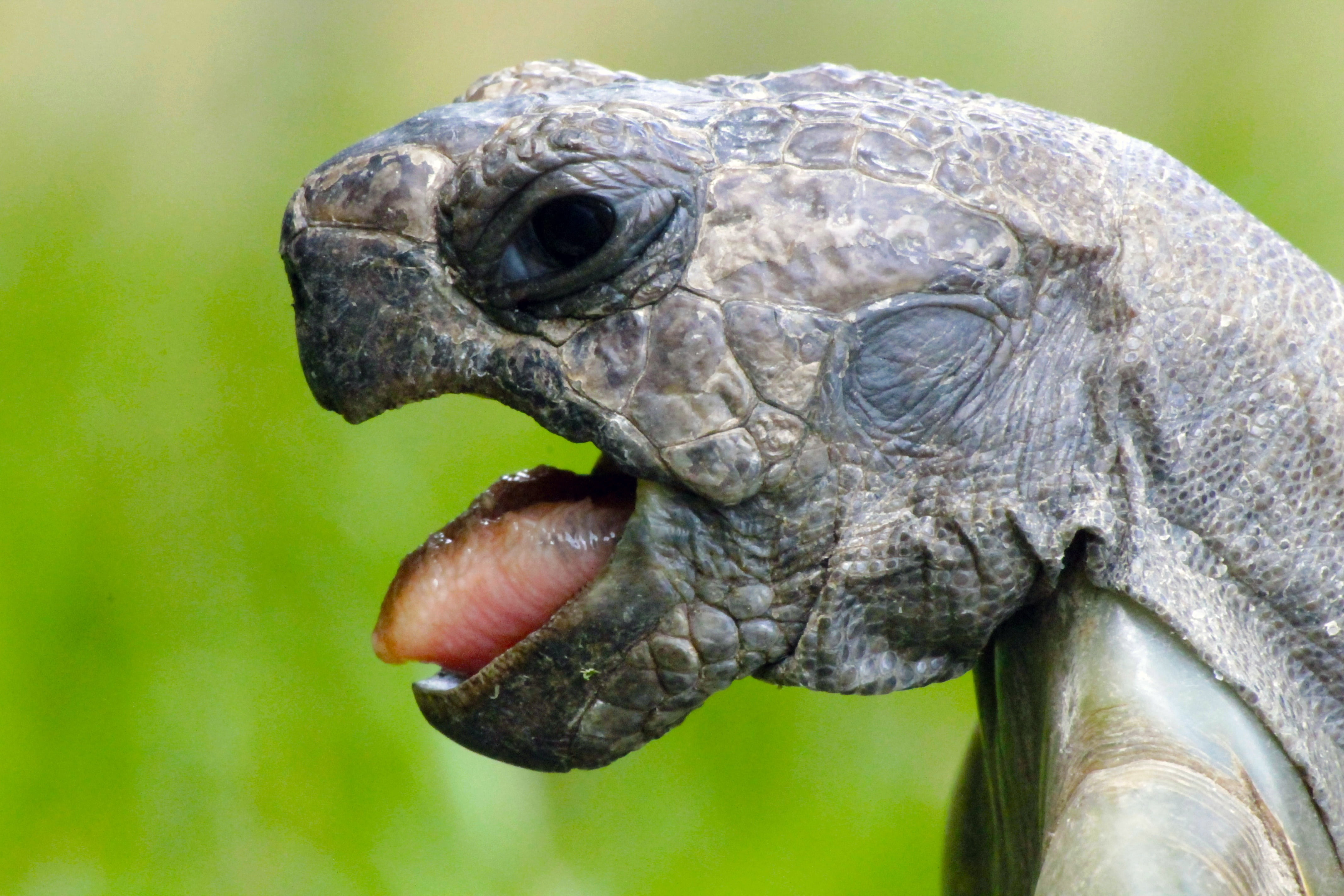 close-up, animal mouth, animal scale, photography, tortoise, wildlife, vertebrate, profile view, close, animals, snapping, tortoise shell, nature, animal body part, HD Wallpaper