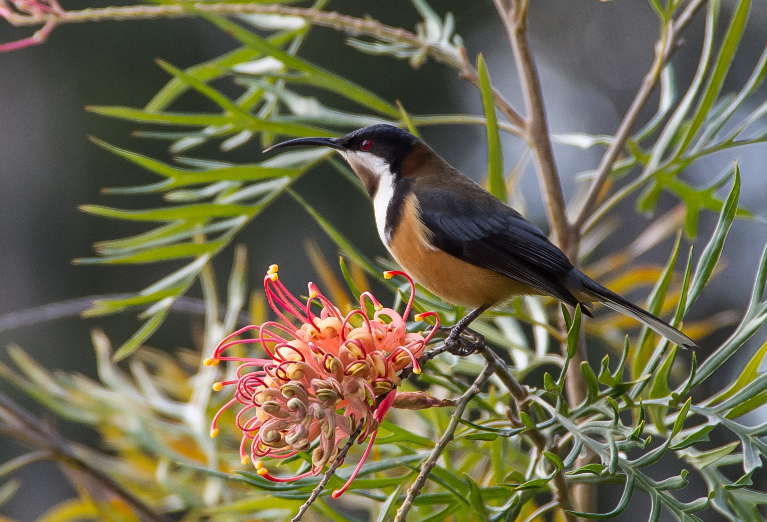 eastern, brown, animal wildlife, honeyeater, vertebrate, 2K, spinebill, nature, plant, day, no people, animal themes, queensland, wild, australia, Eastern Spinebill, HD Wallpaper