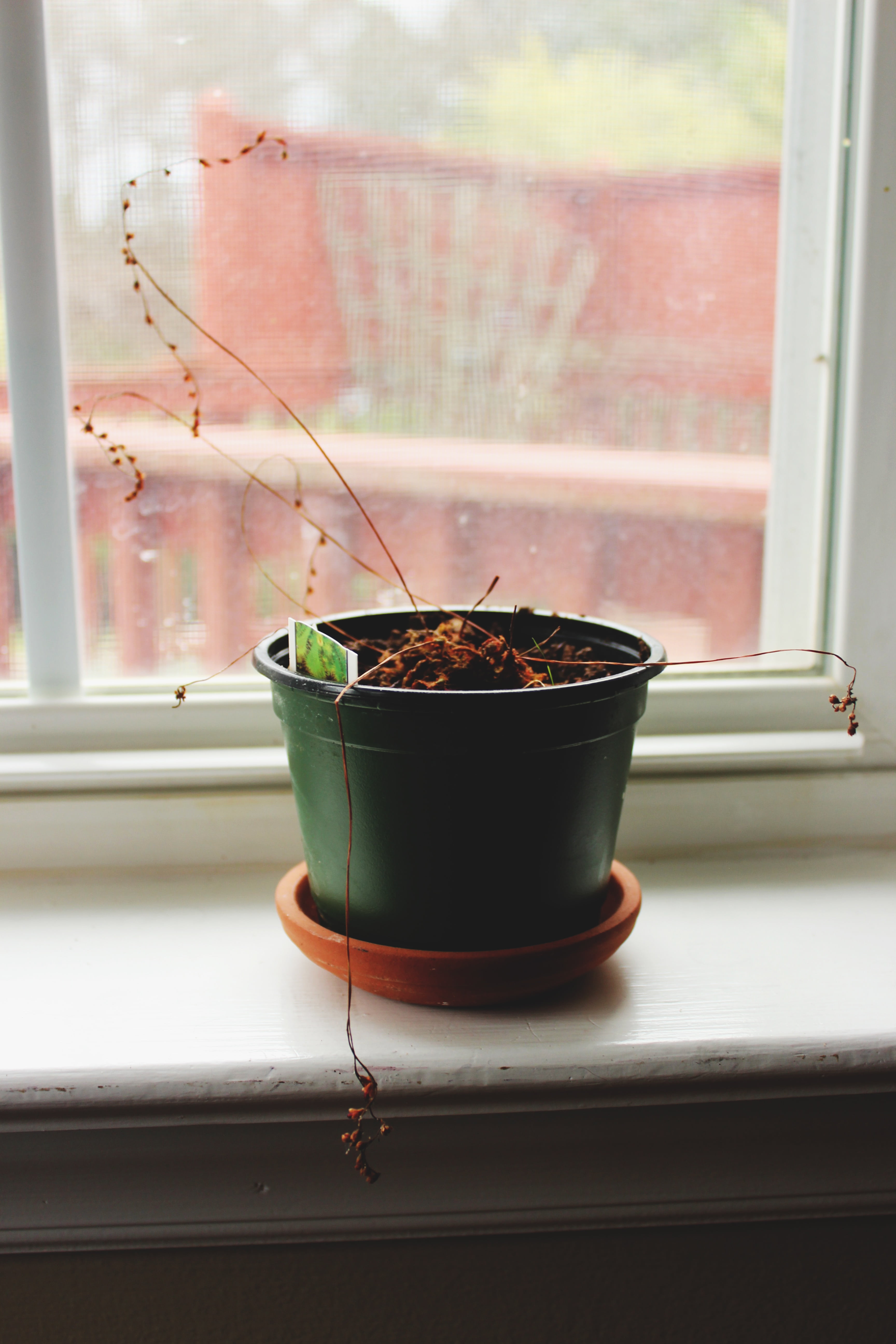 things, plant, houseplant, beside, glass - material, window frame, window, plastic, close-up, home interior, nature, flowering plant, day, window sill, Phone HD Wallpaper