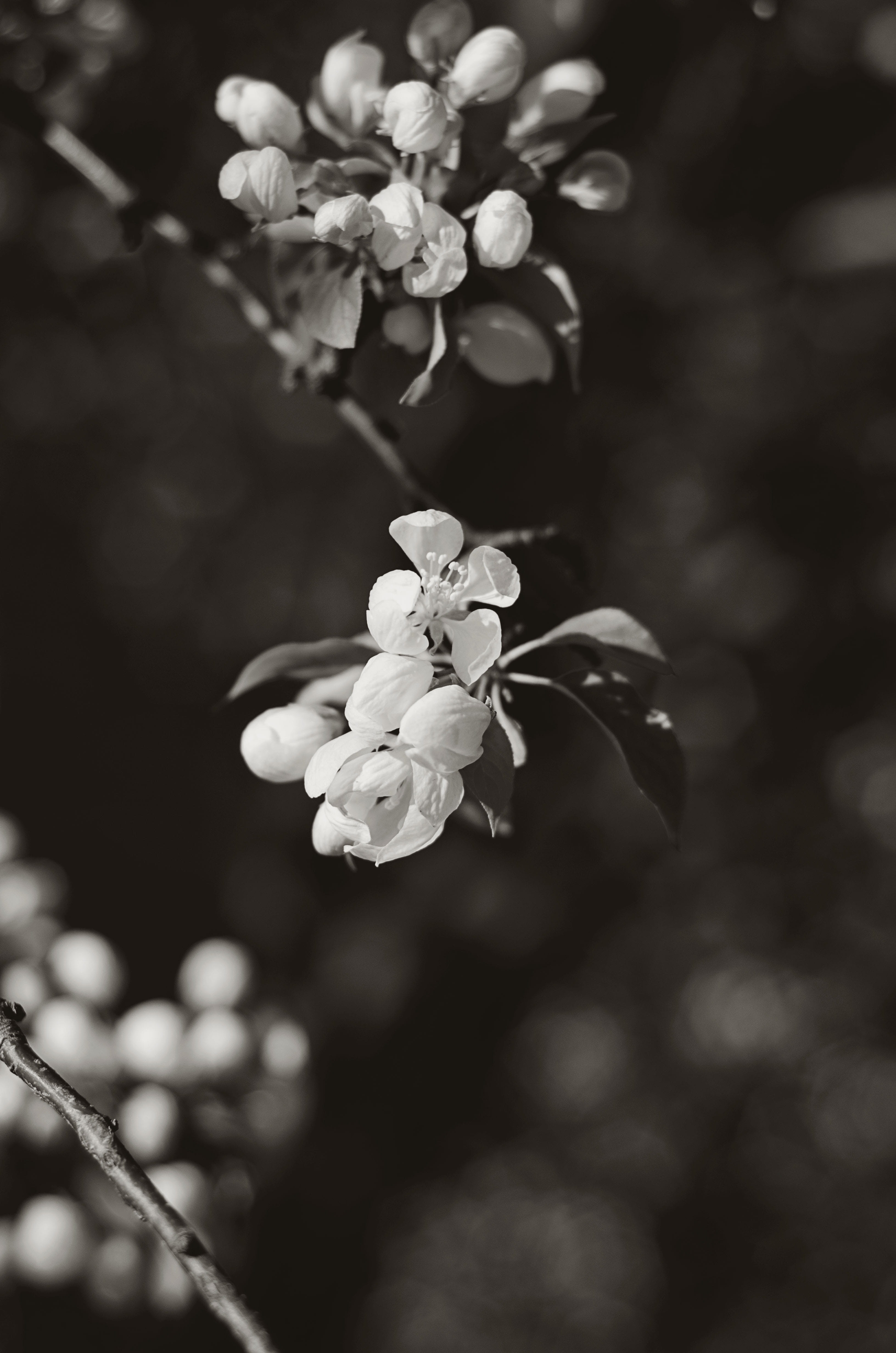 branches, freshness, white flowers, united states, april, 50mm 1.8, day, spring, overhead, beauty in nature, inflorescence, selective focus, close-up, no people, Phone HD Wallpaper
