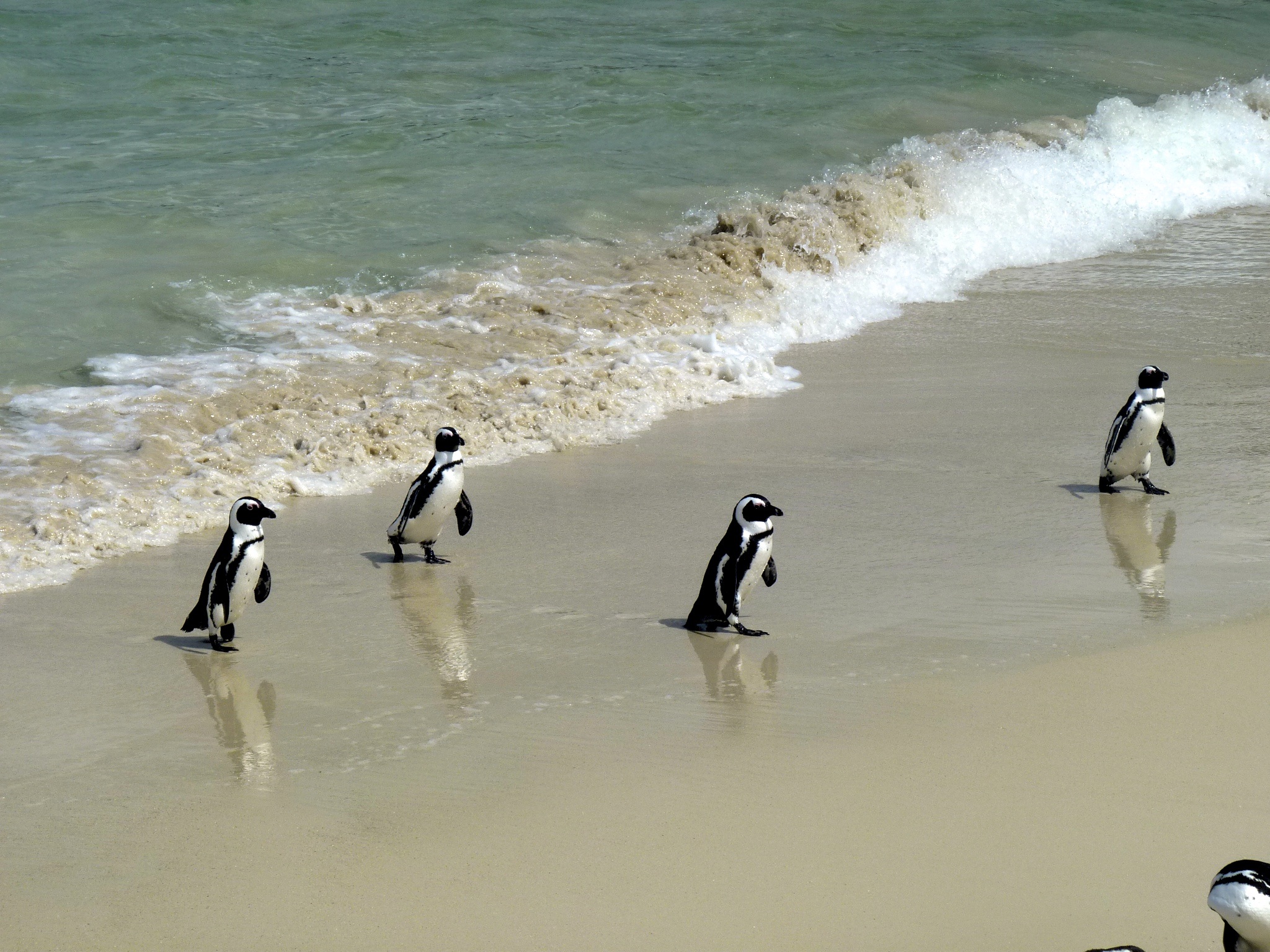 sand, motion, beauty in nature, sea, africa, animal wildlife, animal, day, travel, aquatic sport, sport, penguins, things to do, wave, ocean, beach, bird, HD Wallpaper