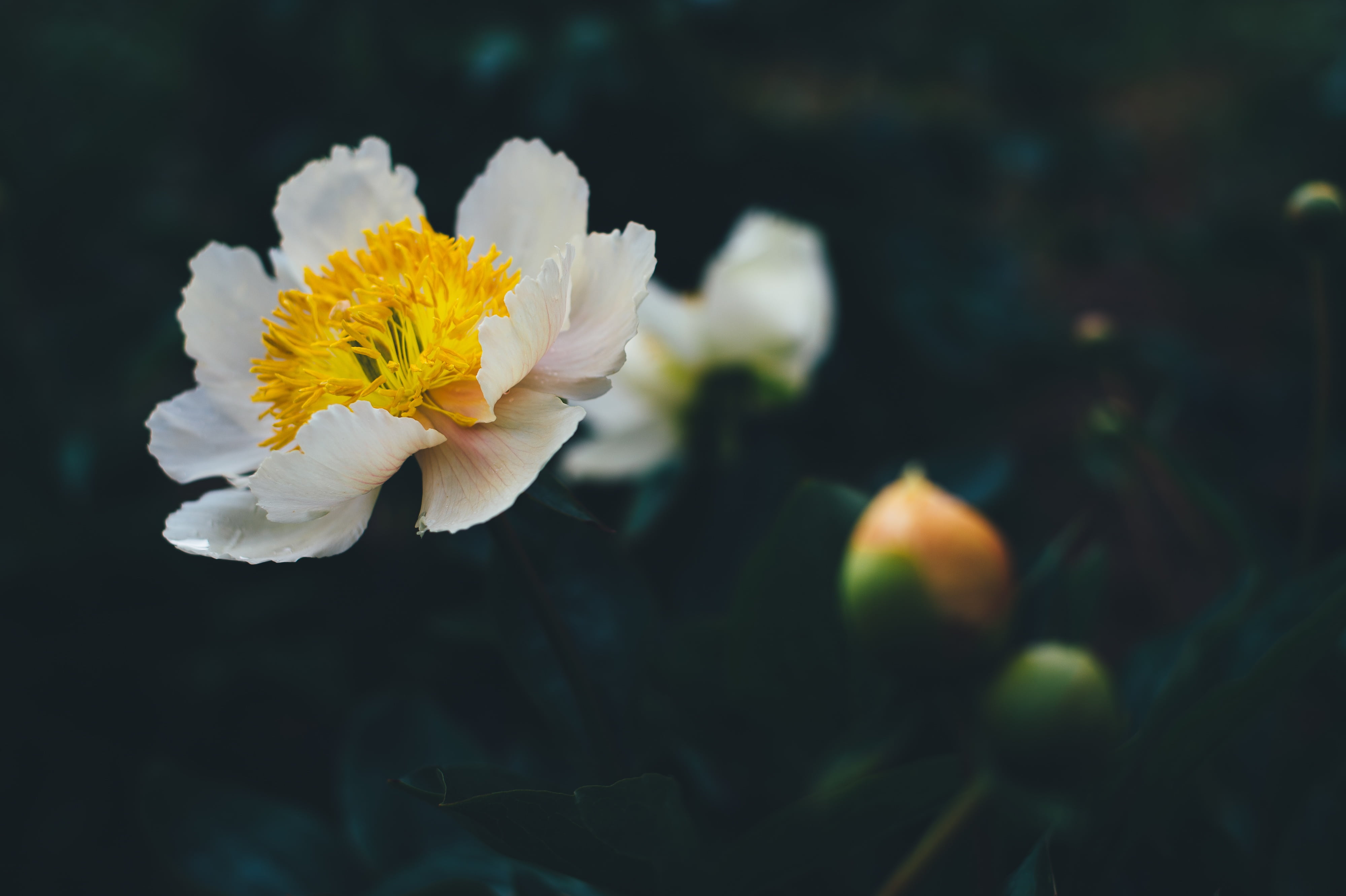 garden, day, flower head, selective focus, focus, petals, flowering plant, close, bokeh, freshness, photo, close-up, blossoms, outdoors, stems, petal, branches, HD Wallpaper