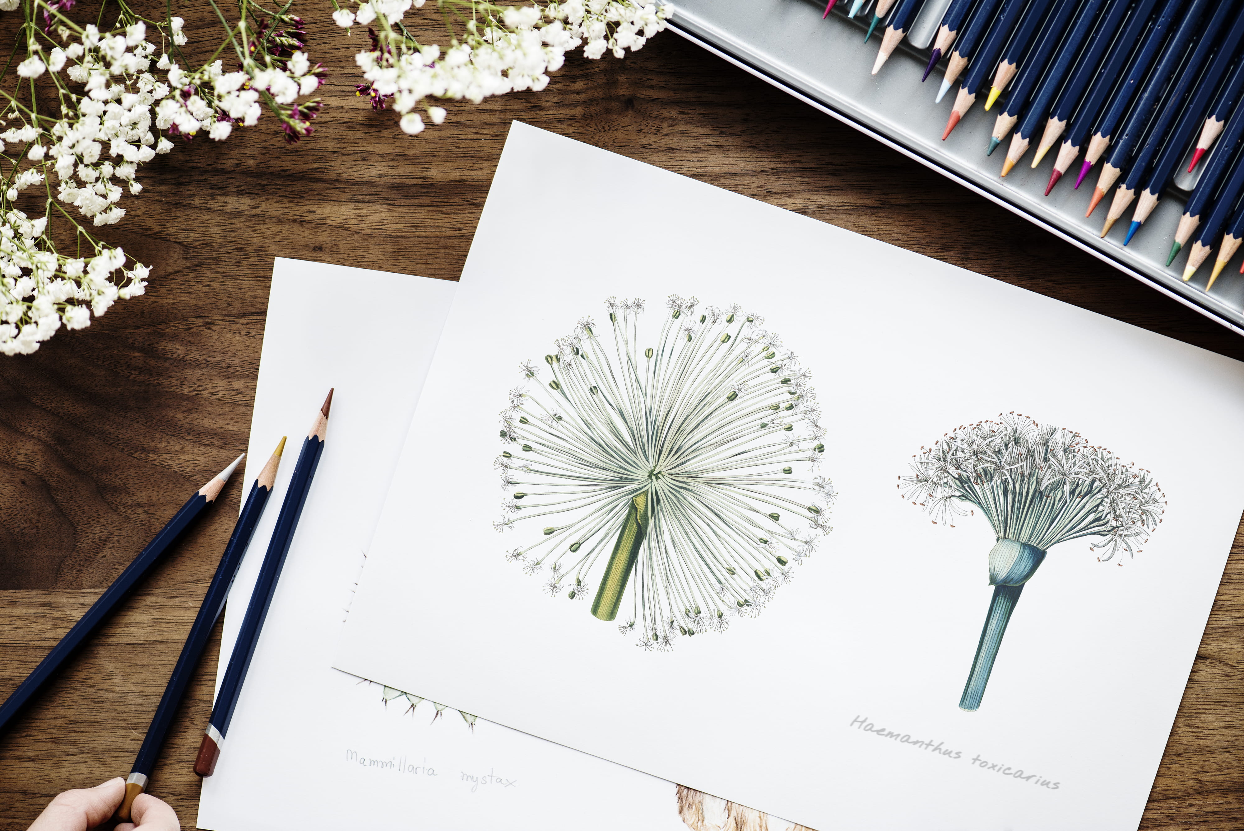 writing instrument, flatlay, art, publication, indoors, nature, creativity, directly above, pencils, hobby, still life, flowering plant, paper, book, coloured pencils, HD Wallpaper