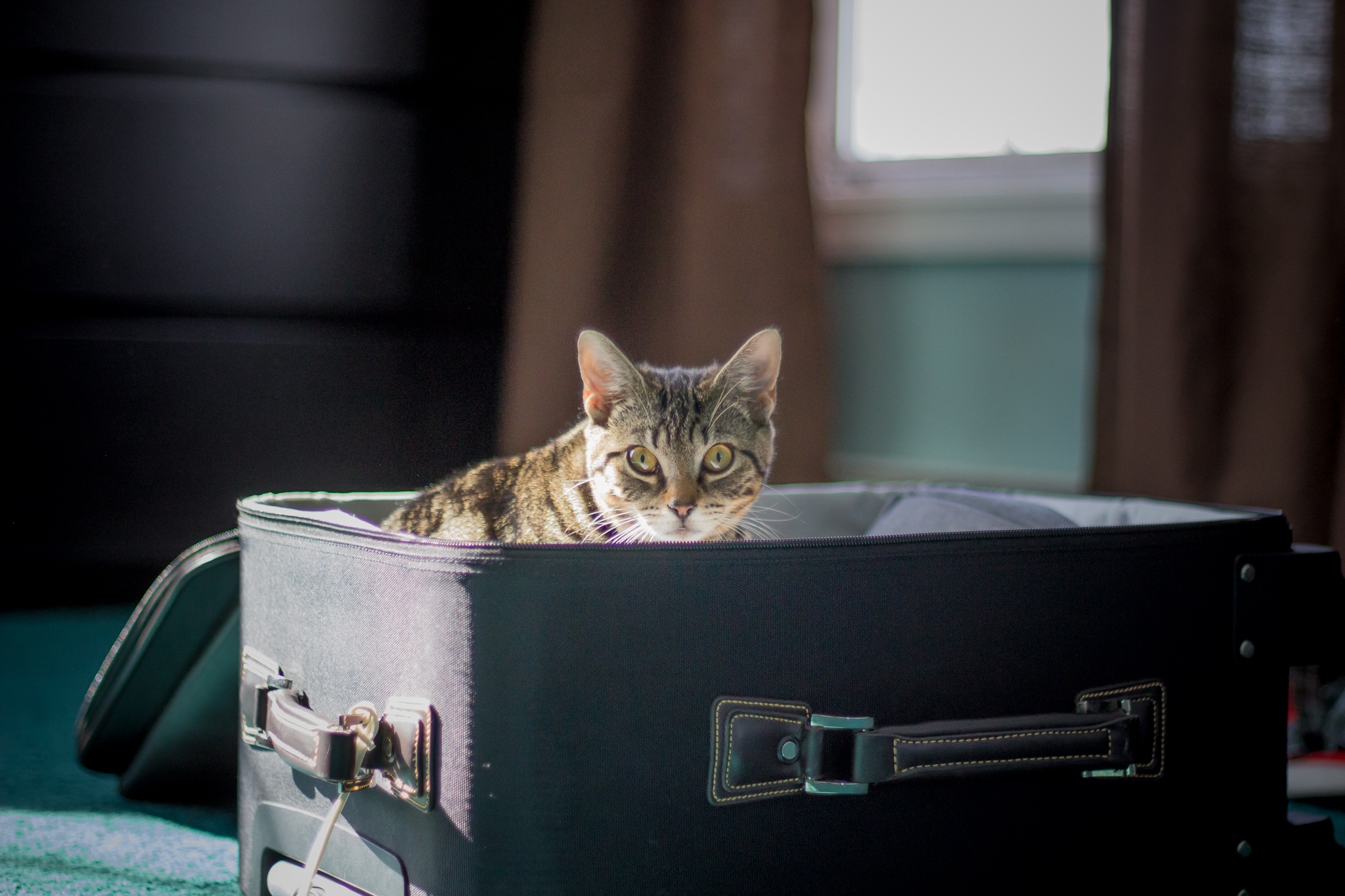trip, kitten, home interior, animal, indoors, tourism, relaxation, journey, one animal, furbaby, travel, domestic cat, adorable, looking at camera, brown, HD Wallpaper