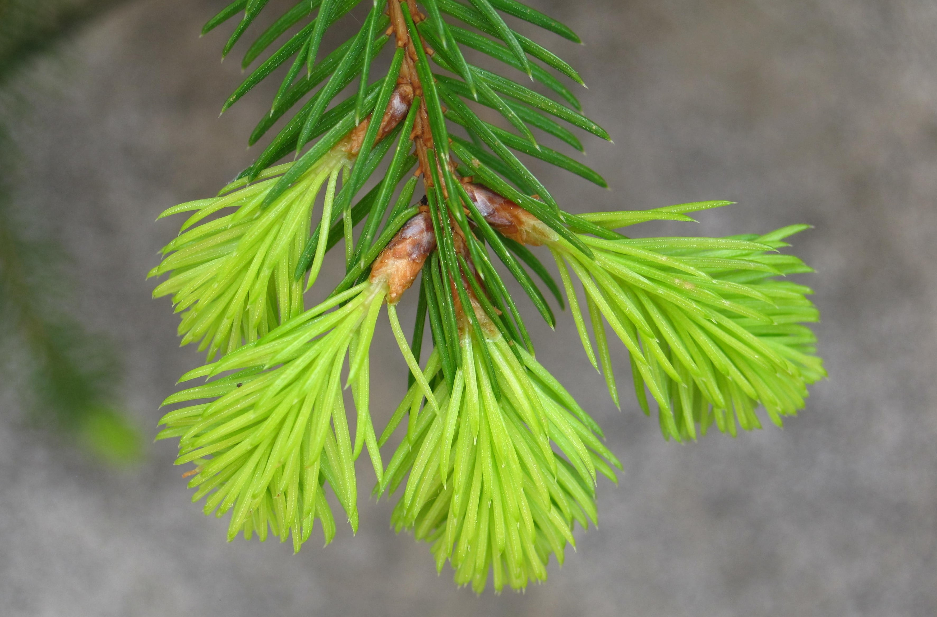 focus on foreground, green, close-up, green color, engine, tree, food and drink, no people, outdoors, leaf, coniferous tree, tannenzweig, fir, food, new beginning, HD Wallpaper