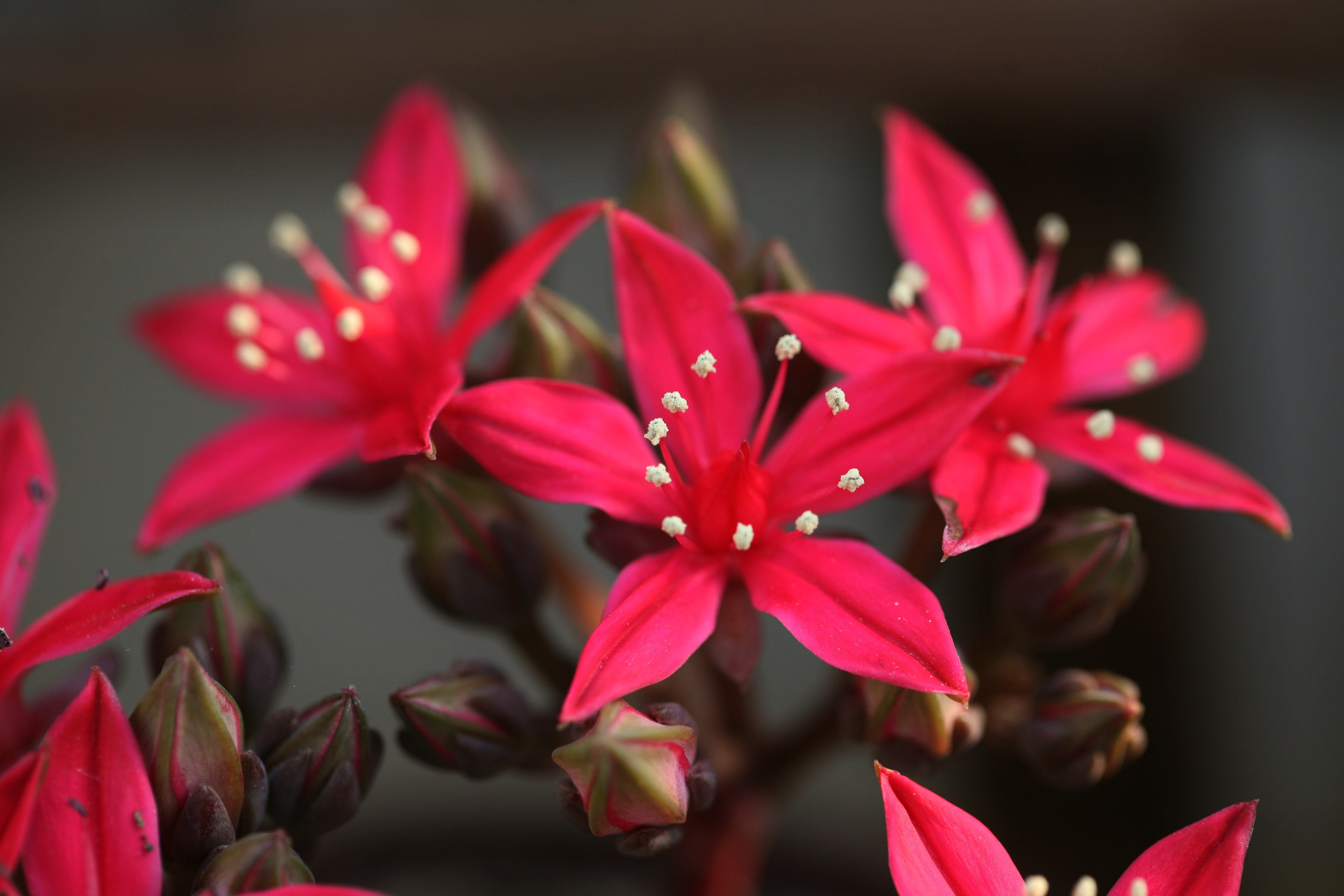 fleshy in this, petal, vulnerability, plant, growth, pink color, makro, flower head, mini potted, photography, inflorescence, succulent, beauty in nature, HD Wallpaper