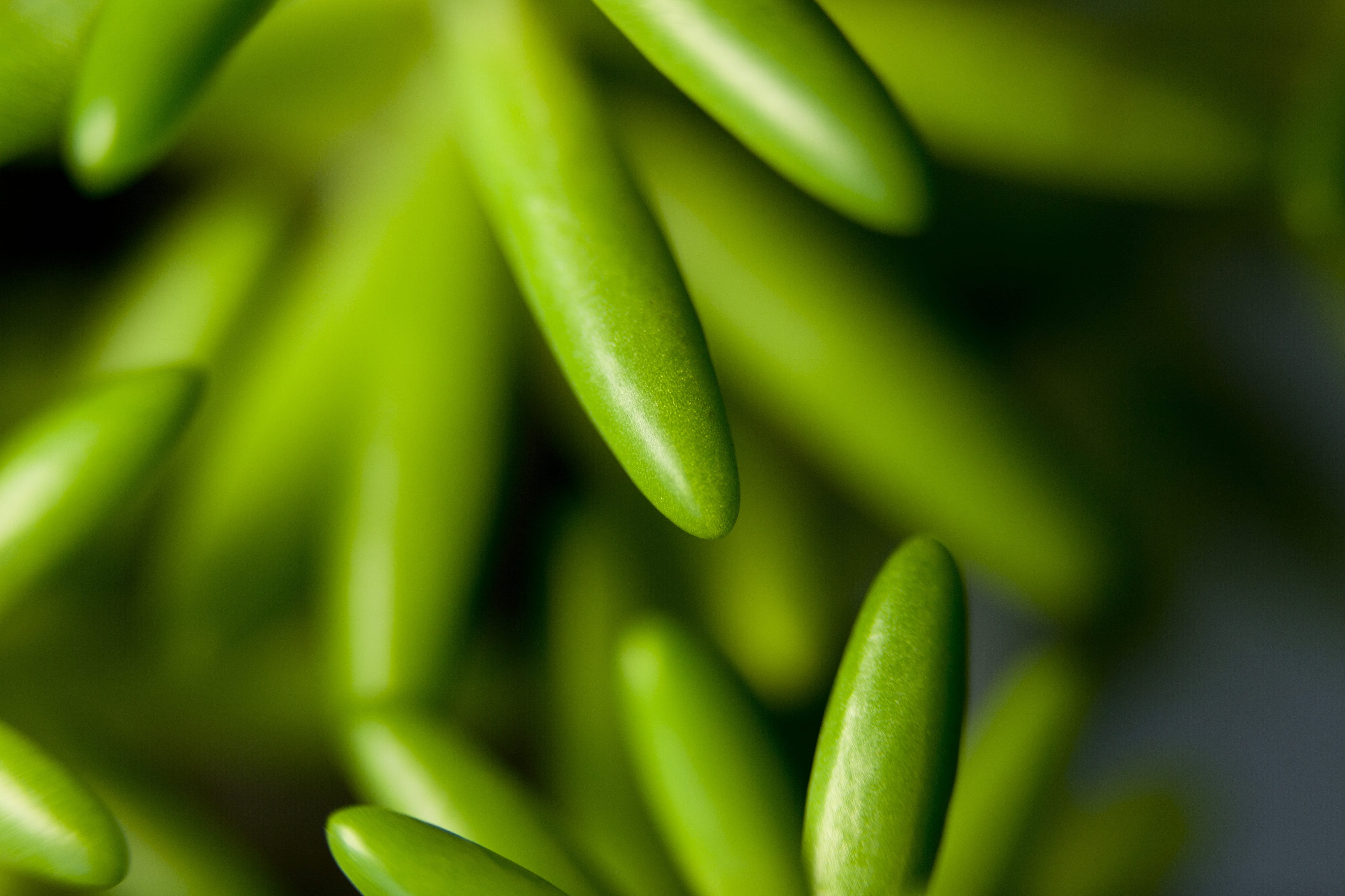 green, food and drink, mini potted, nature, a fleshy plant, fleshy in this, plants, 4K, healthy eating, full frame, leaf, day, no people, growth, potted plant, HD Wallpaper