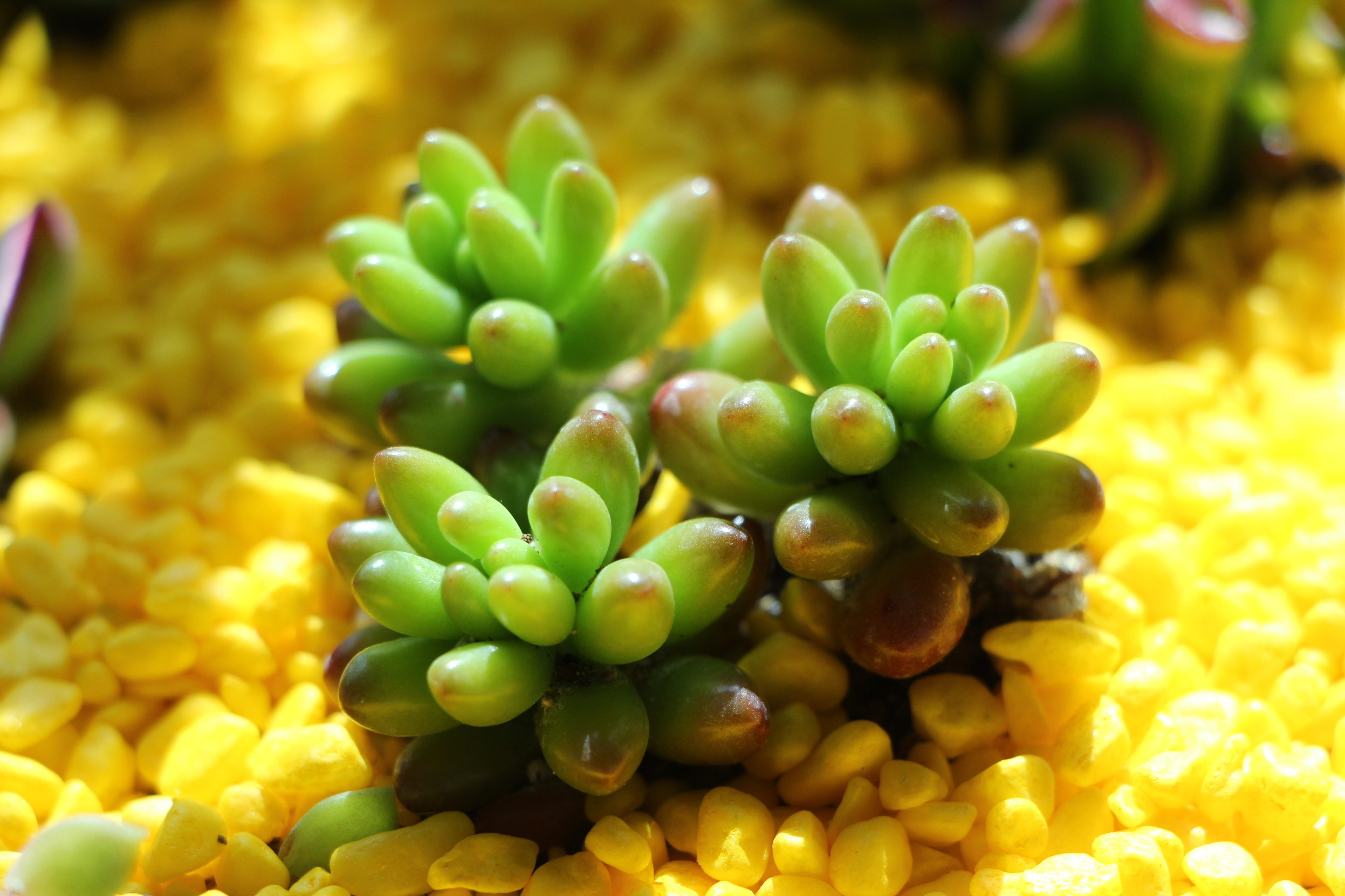 full frame, fruit, flower, wellbeing, healthy eating, succulent, a flower garden, garden, Plant, a fleshy plant, green color, botanical garden, cactus, HD Wallpaper