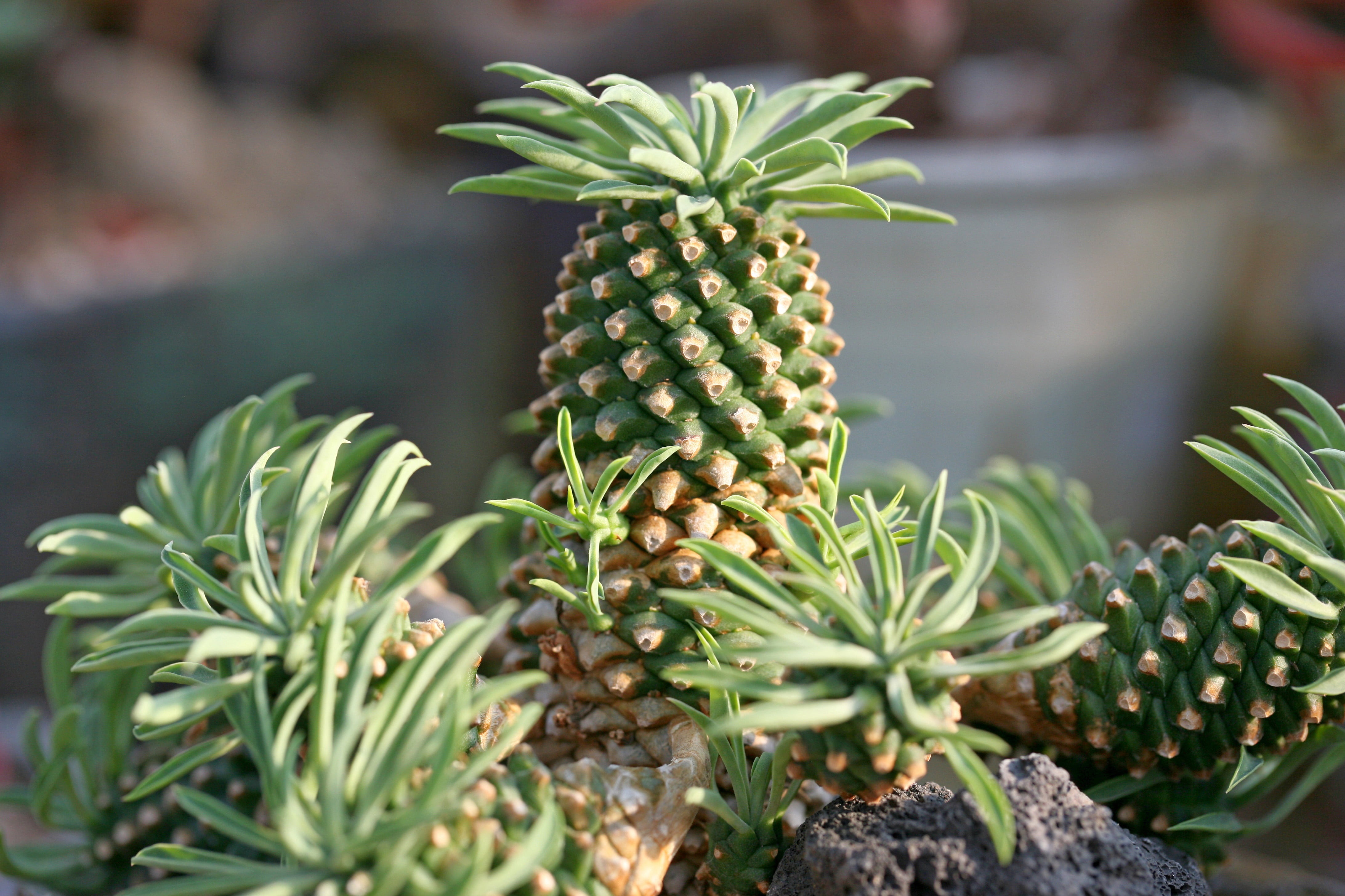 affix, flower, tropical fruit, nature, selective focus, healthy eating, beauty in nature, mini potted, a flower garden, plant, flowers, a fleshy plant, HD Wallpaper