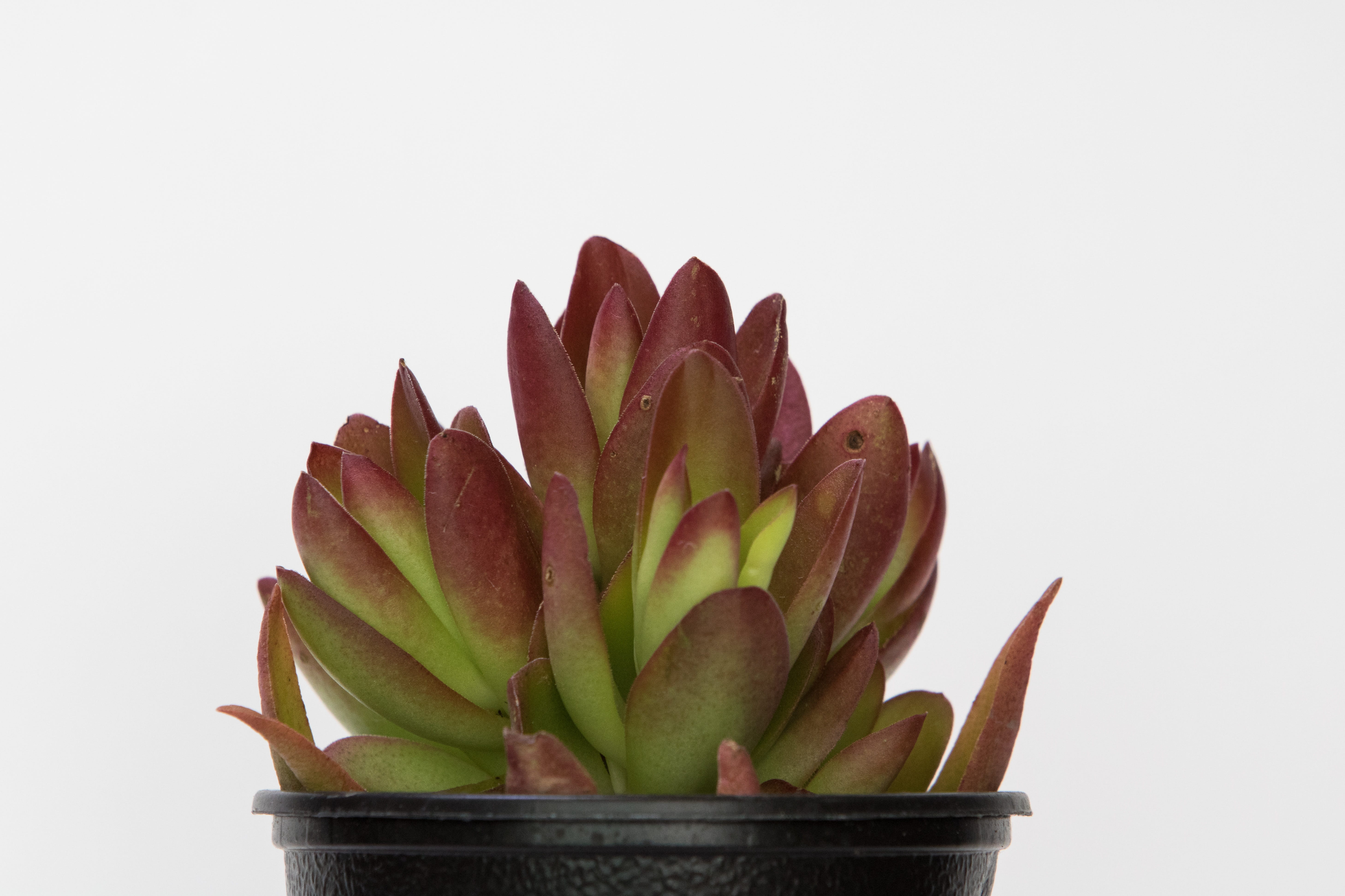 cactus, 5K, studio shot, white background, green color, nature, close-up, flowers, plant part, mini potted, freshness, spring, indoors, a fleshy plant, HD Wallpaper