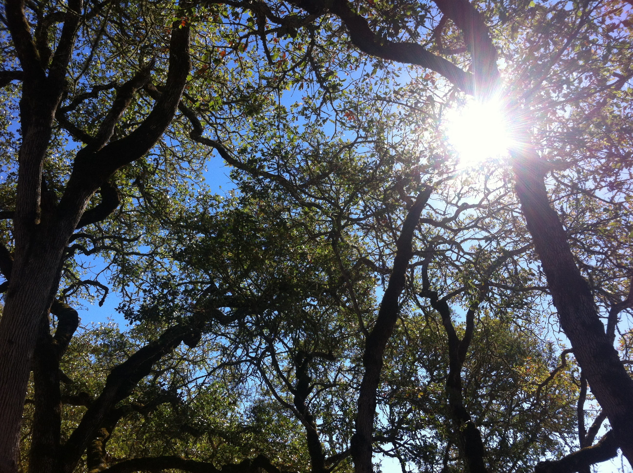prayer, trees, hope, no people, meditation, low angle view, woods, leaves, meditate, head up, sunlight, lens flare, brightly lit, forest, sunlight through the trees, HD Wallpaper