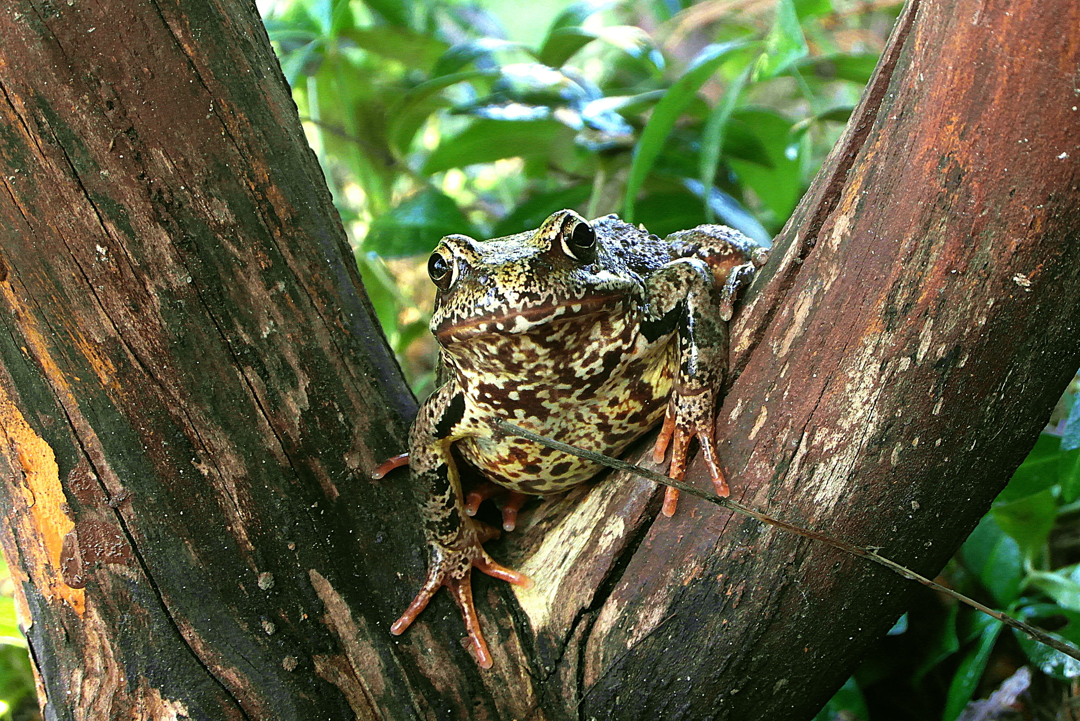wood - material, plant, garden, hyla meridionalis, reptile, tree, nature, day, animals in the wild, animal wildlife, all rotted wood, one animal, animal, HD Wallpaper