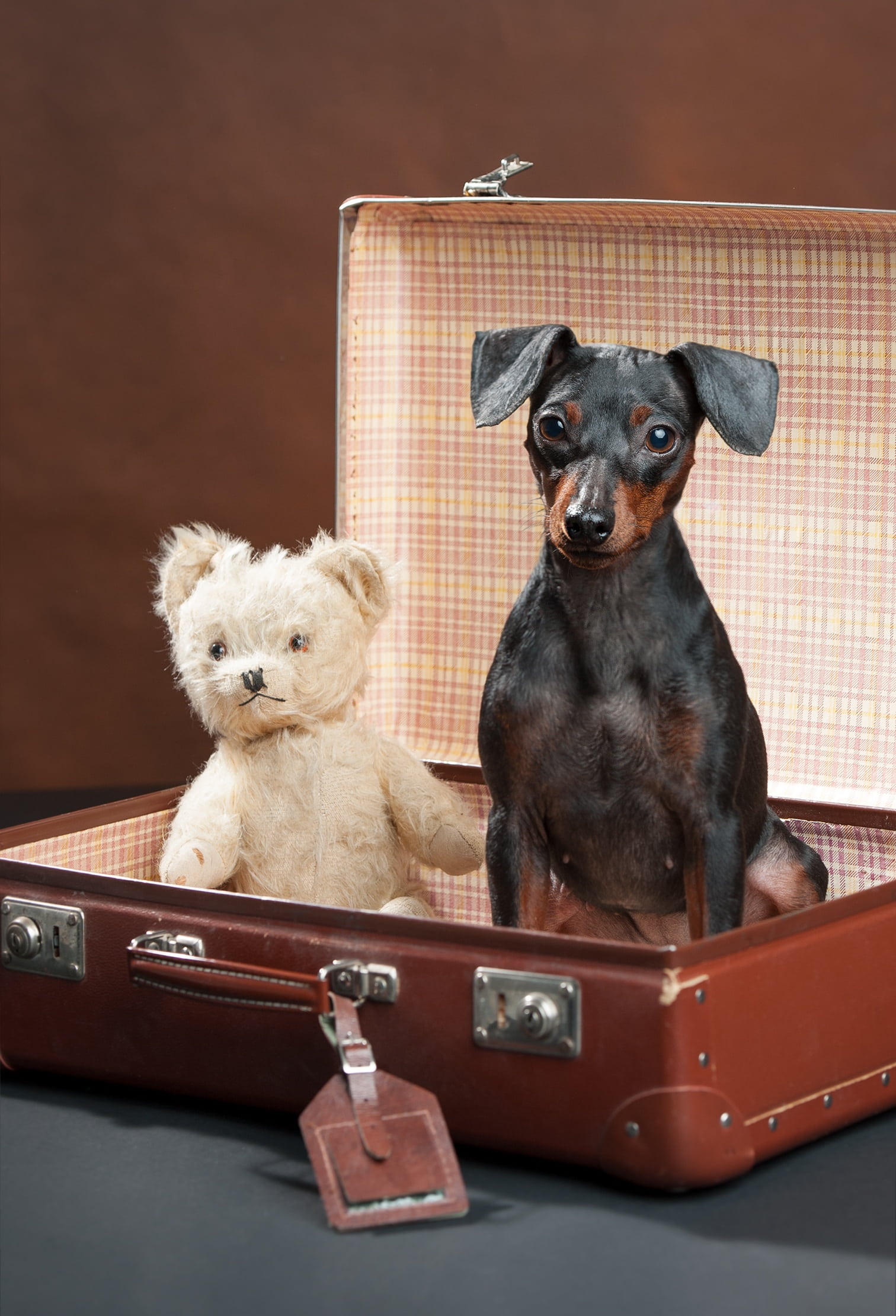 toy, puppy, suitcase, adult, vertebrate, domestic, tan, cute, looking at camera, domestic animals, small, old-fashioned, animal themes, black, bear, animal, Phone HD Wallpaper