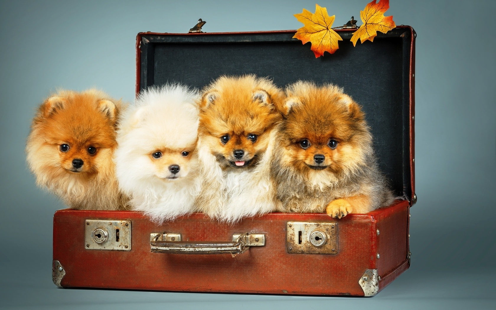 domestic, 720P, no people, canine, pets, animal themes, togetherness, dog suitcases leaves animals, animal, indoors, suitcase, domestic animals, container, HD Wallpaper