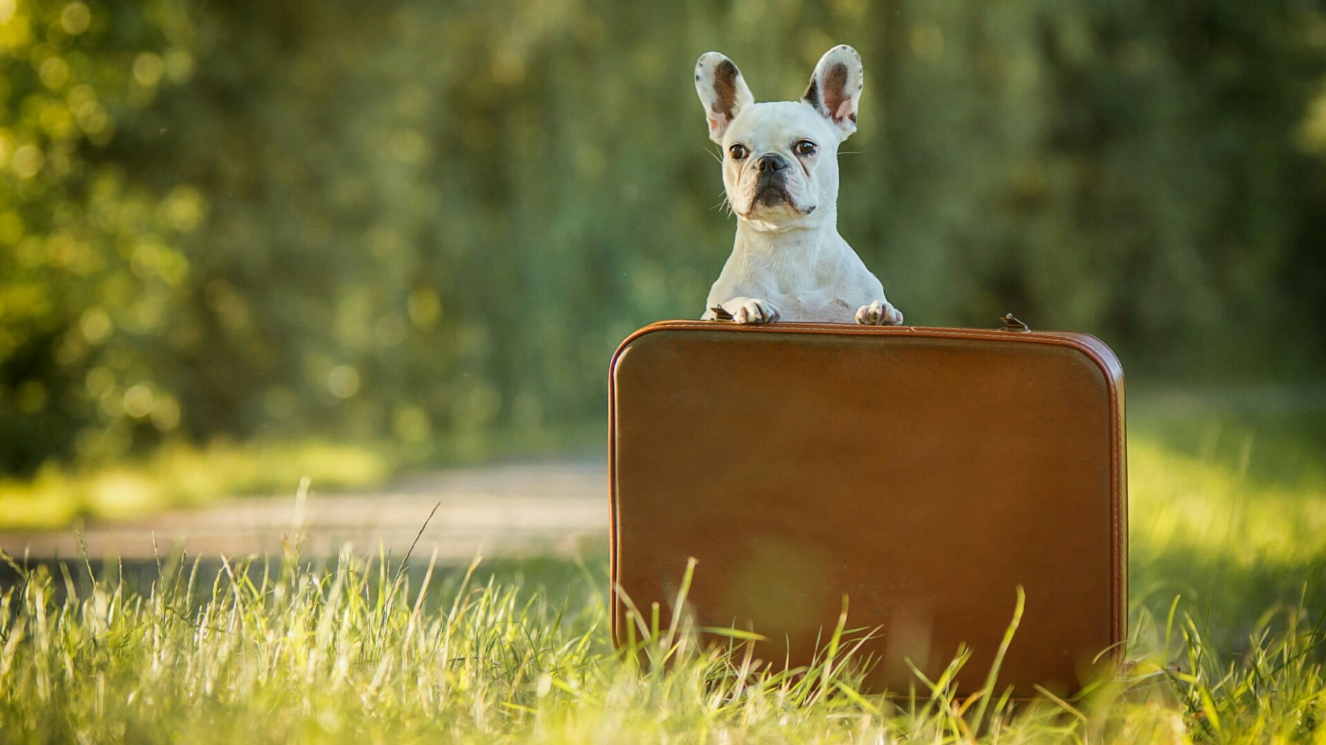 wireless technology, dog breed, no people, animal, dog, luggage, funny, travel, suitcase, day, animal themes, outdoors, canine, snout, communication, meadow, HD Wallpaper