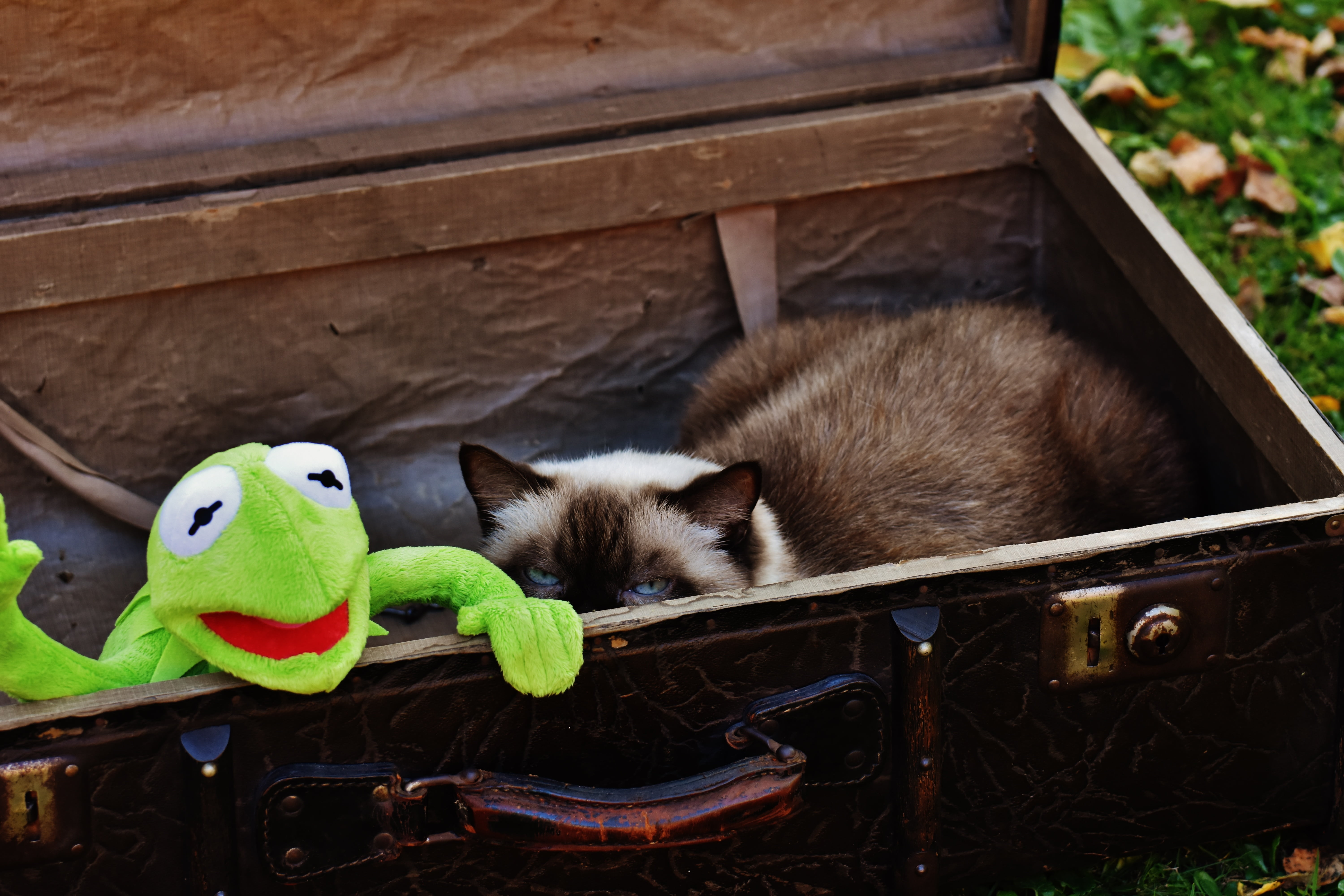domestic animals, domestic, cat, stuffed toy, travel, mammal, wave, children, no people, wood - material, leather, old suitcase, farewell, animal, relaxation, HD Wallpaper