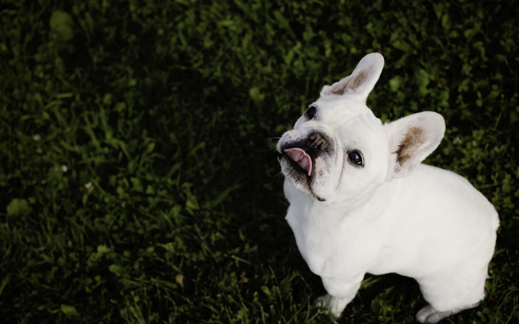 small, portrait, sitting, black Color, canine, grass, animal head, looking, cute, day, domestic Animals, animal themes, mouth open, close-up, young Animal, HD Wallpaper