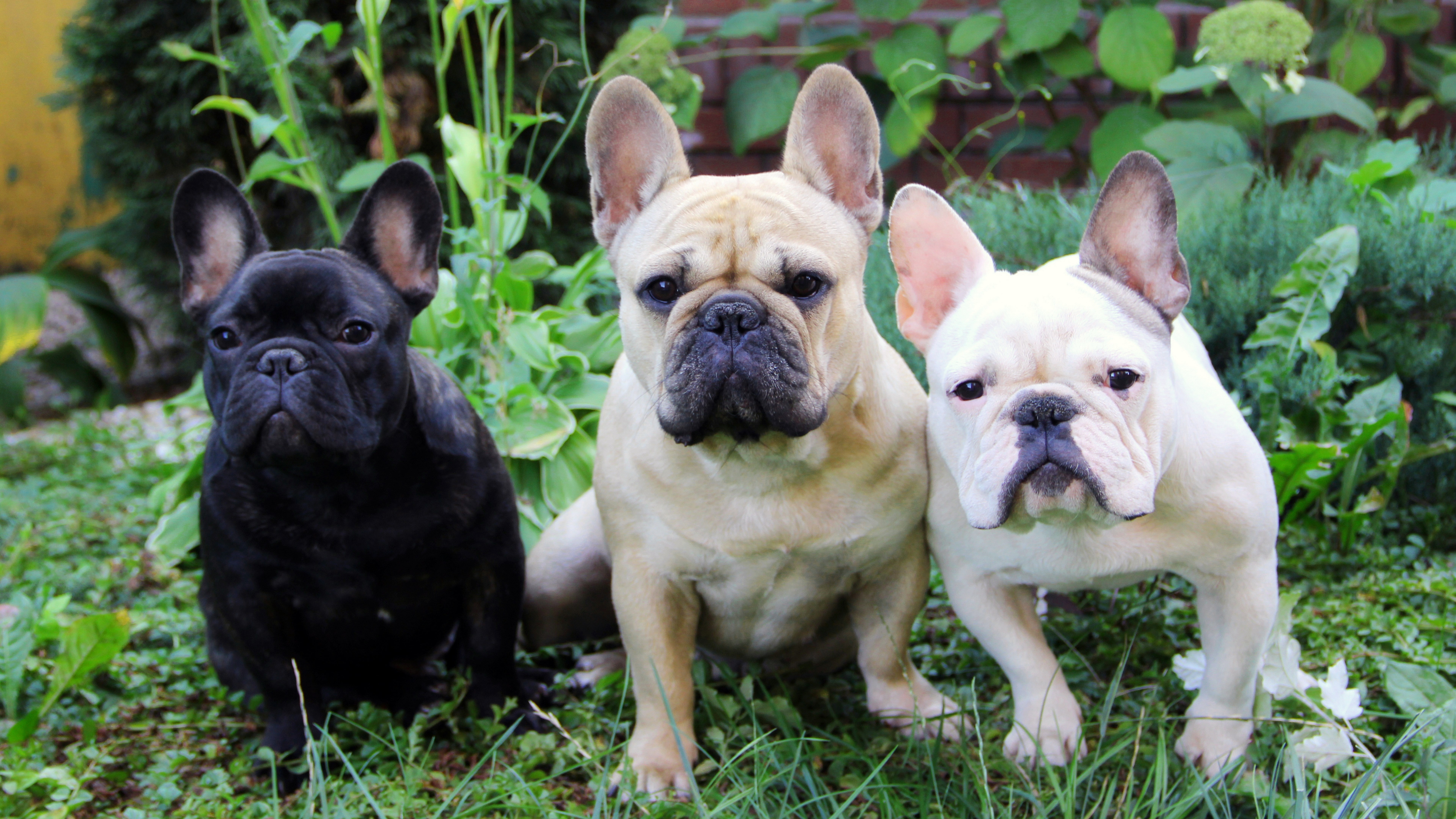 domestic, looking at camera, image french bulldogs, mammal, two animals, dog, grass, day, domestic animals, animal themes, plant, animal, no people, 8K, HD Wallpaper