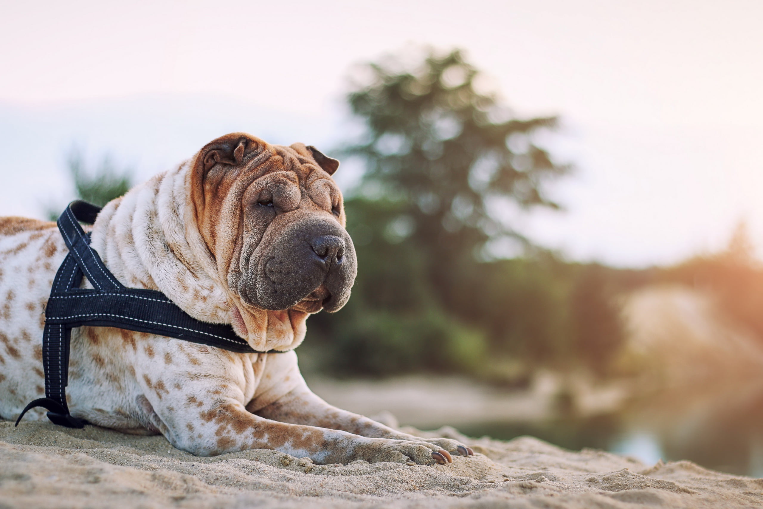 animal themes, mammal, nature, no people, purebred dog, domestic, animal, domestic animals, small, french bulldog, 2K, canine, pets, bulldog, relaxation, HD Wallpaper