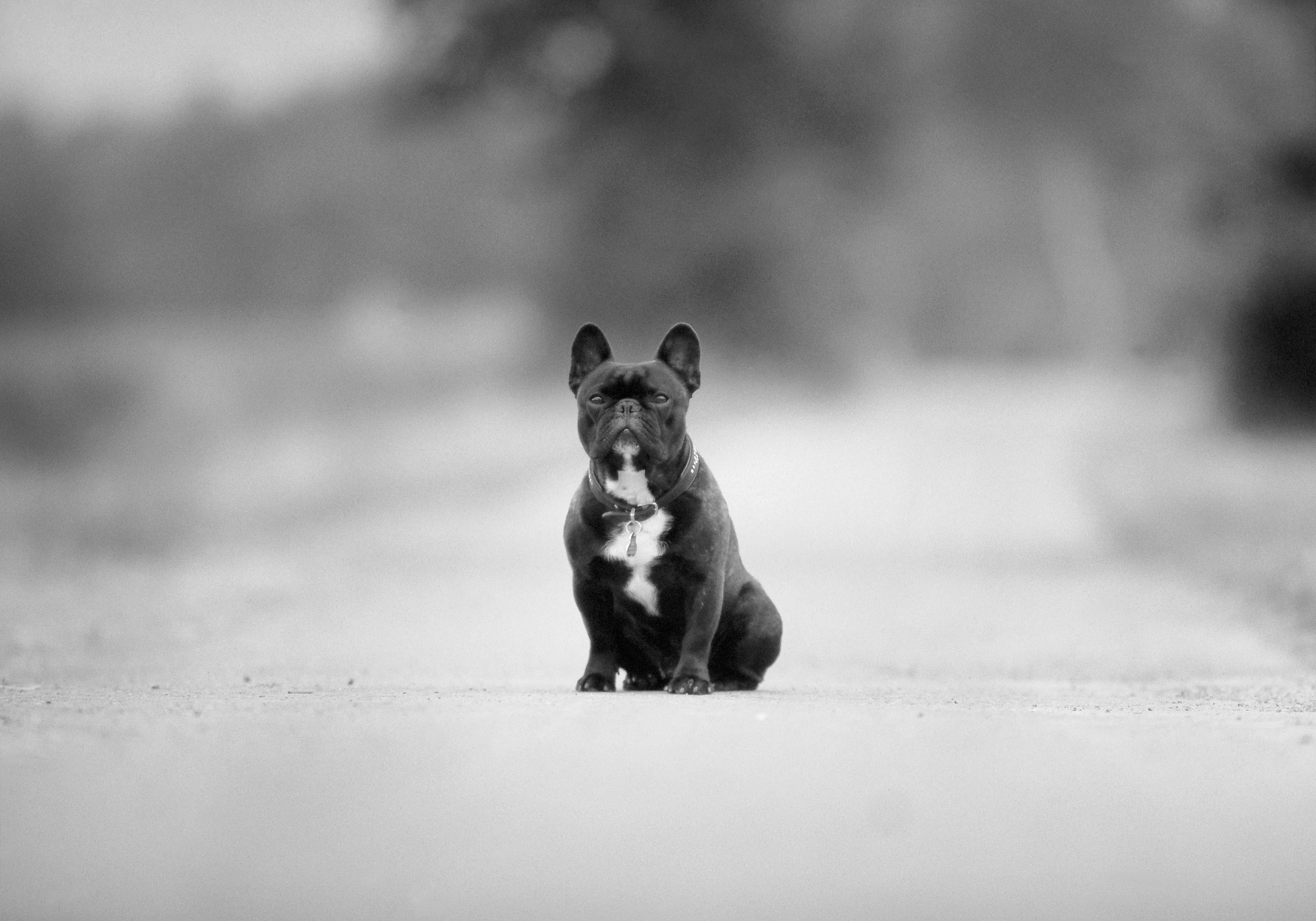 looking, young animal, domestic, road, no People, one Animal, brown, domestic Animals, small, breed, puppy, hound, mammal, animal, purebred Dog, looking at camera, HD Wallpaper
