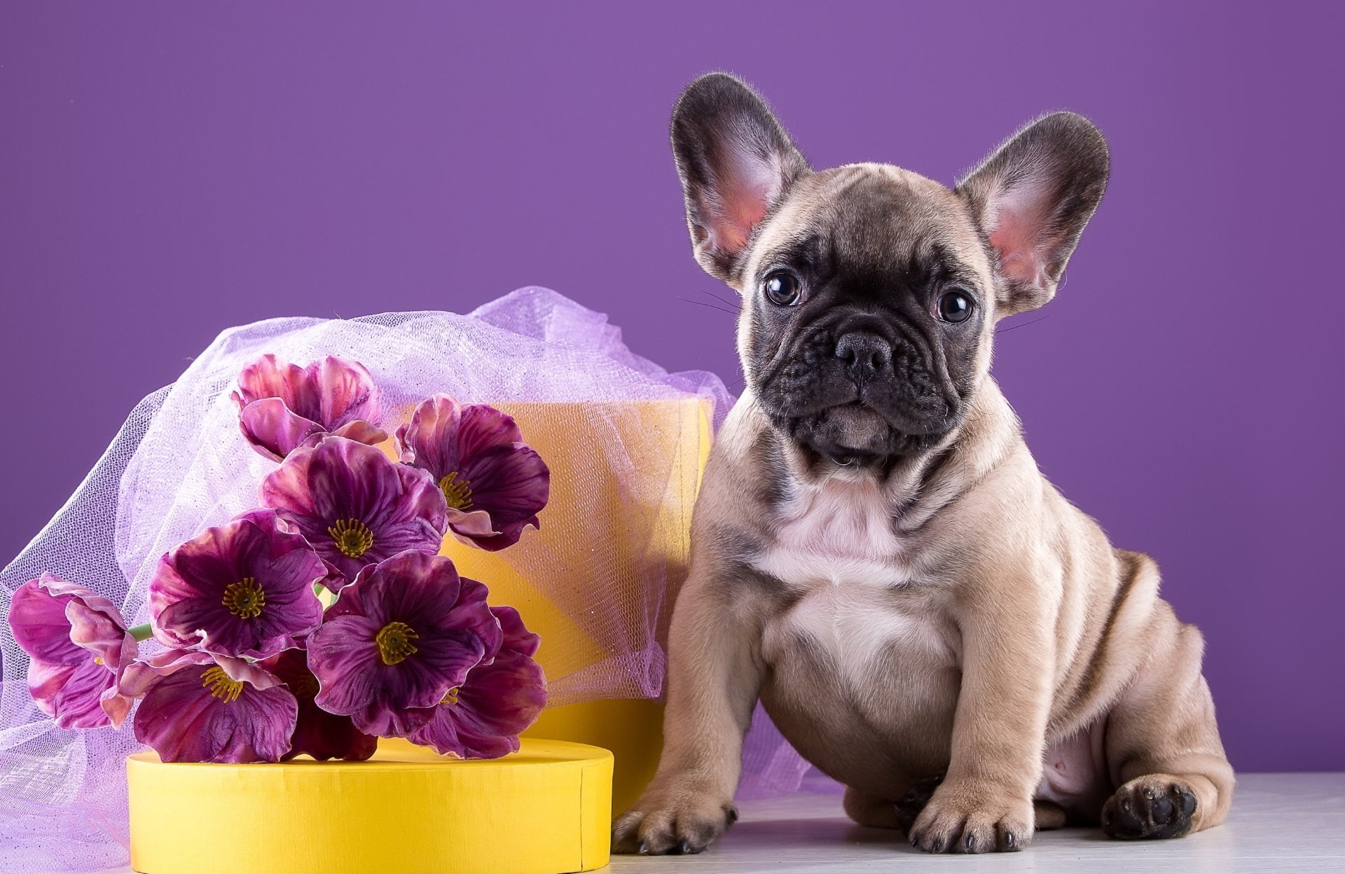 purebred dog, Dog, blue background, canine, animal, studio shot, sitting, pets, small, indoors, purple, animal themes, colored background, French Bulldog, HD Wallpaper