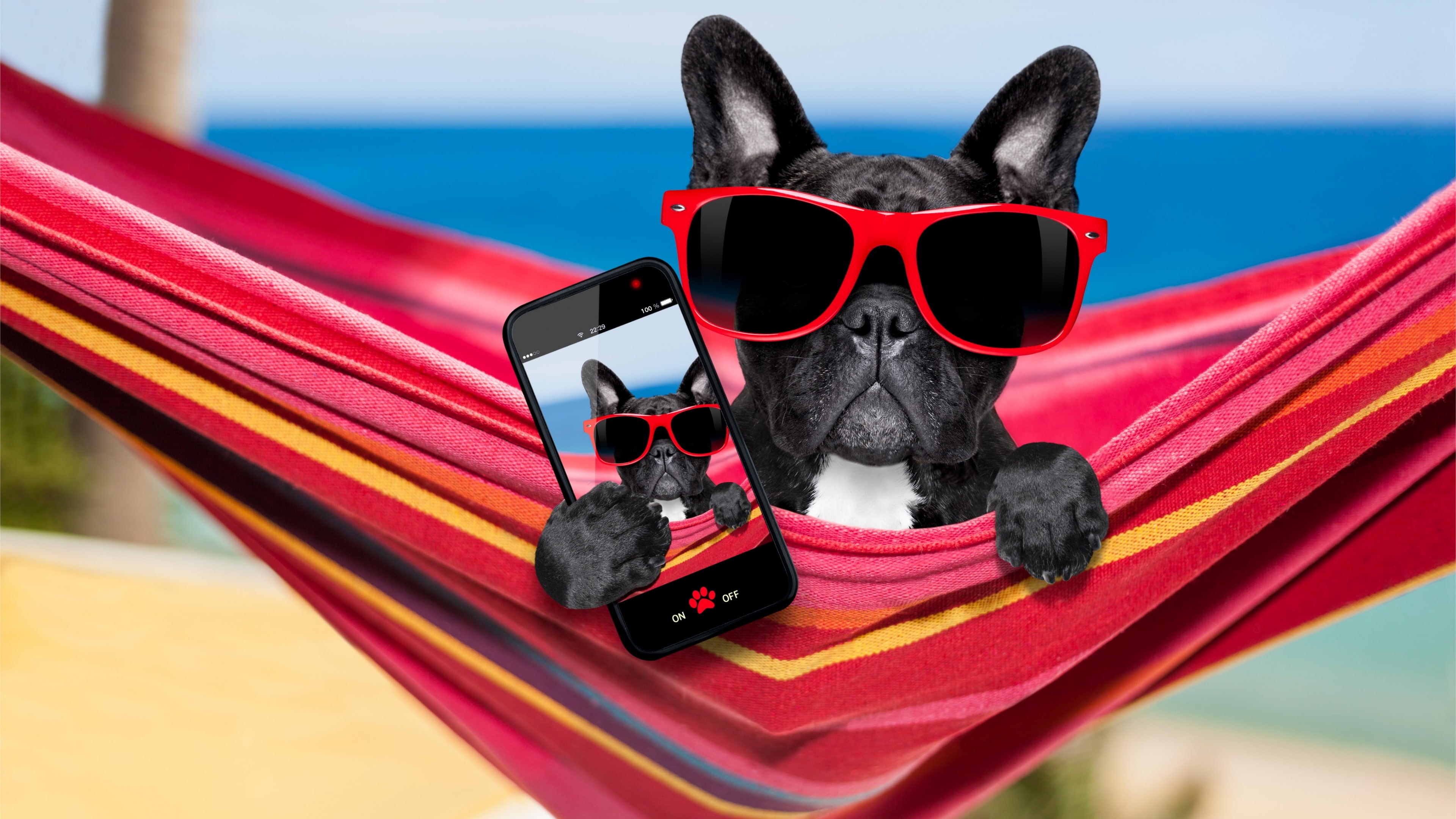 4K, sunglass, cell phone, french bulldog, dog, dog breed, HD Wallpaper