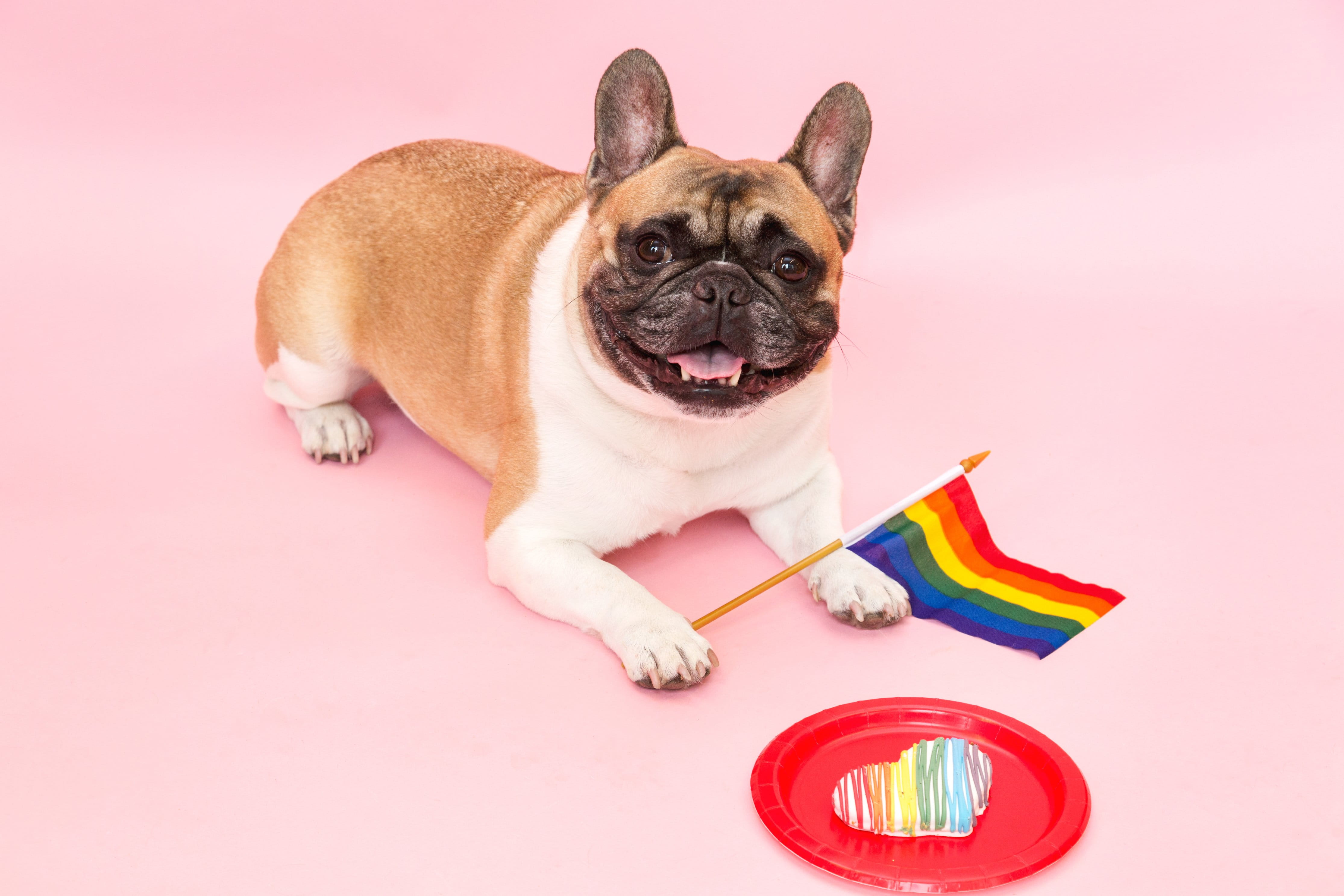 Emotion, Seasons, Rainbow, dog, small, Fun, colored background, one animal, animal, cute, indoors, studio shot, domestic, Animals, domestic animals, Dogs, HD Wallpaper