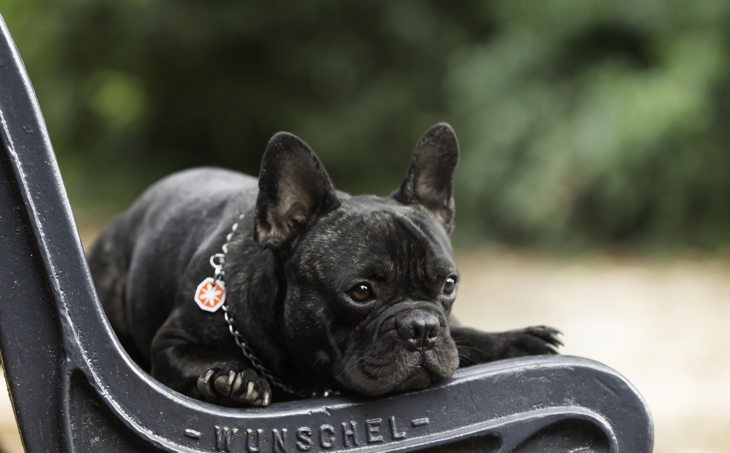 domestic animals, french bulldog, canine, no people, animal, one animal, 2K, looking at camera, small, day, domestic, portrait, close-up, pets, mammal, HD Wallpaper